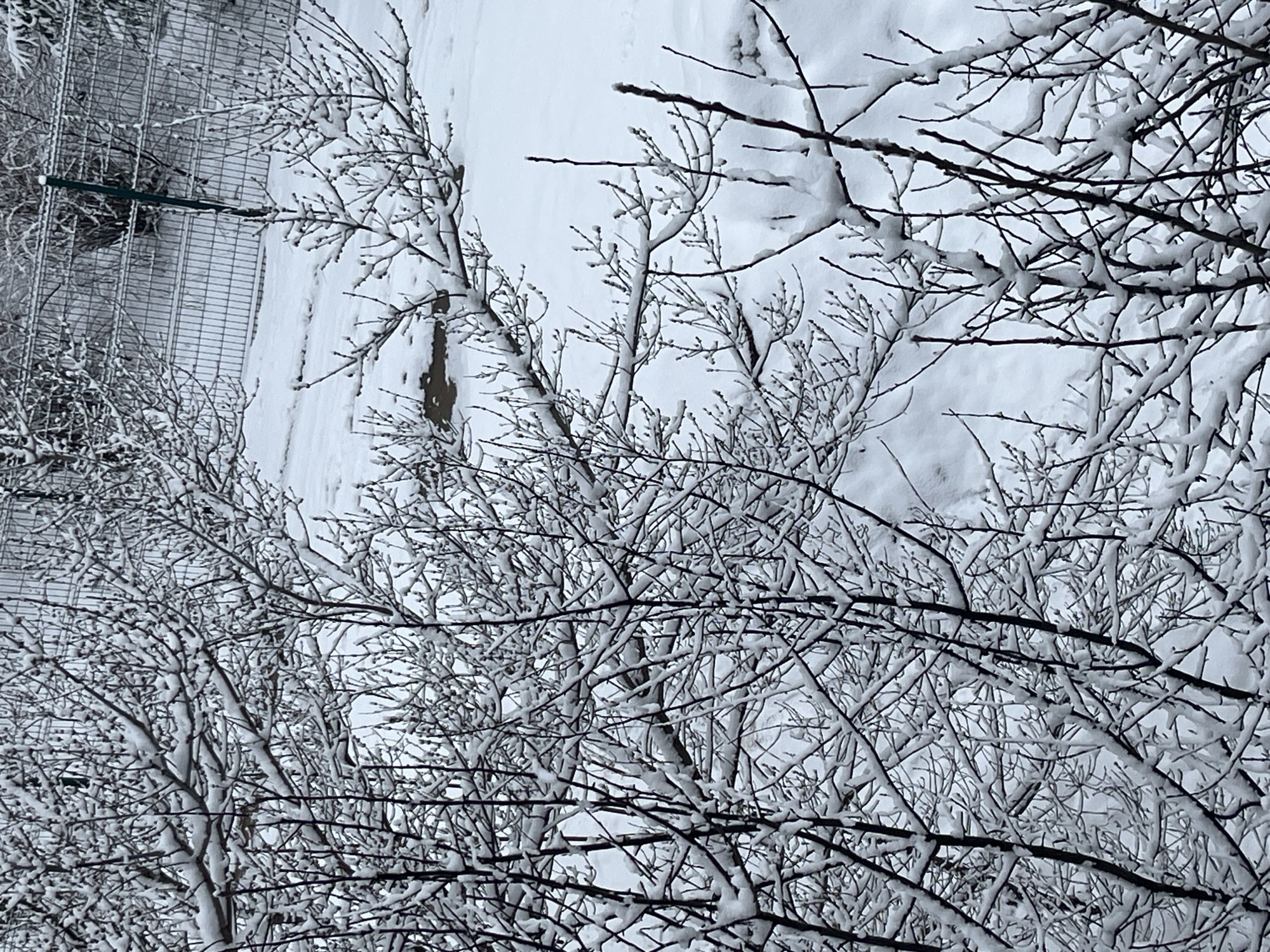 The image shows a winter scene in Chaikovsky, Russia. The foreground features bare tree branches covered in snow. Behind the trees is a snow-covered area. A metal fence is visible on the left side of the frame. The overall environment suggests a cold, snowy day in a residential or park area.