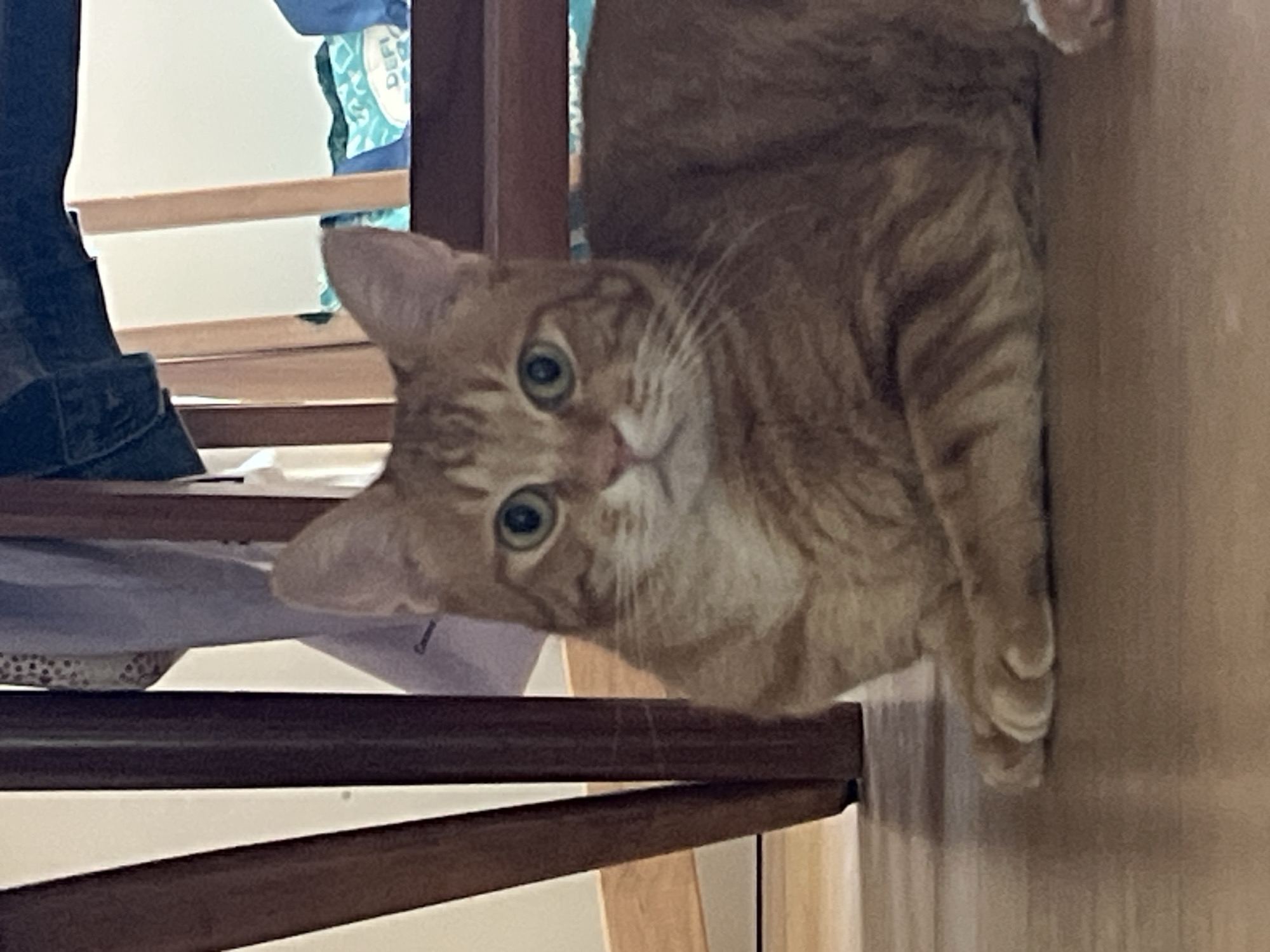 An orange tabby cat is lying on a wooden floor, looking directly at the camera. The cat is in the foreground, with its front paws tucked underneath its body. Its eyes are wide open and a light green color. Behind the cat, a wooden chair is visible, with some fabric hanging from it. There are also some bags in the background. The lighting is soft and natural. The image appears to be taken indoors, likely in a home. There is no specific information that would indicate the location within the city of Villejuif, France.