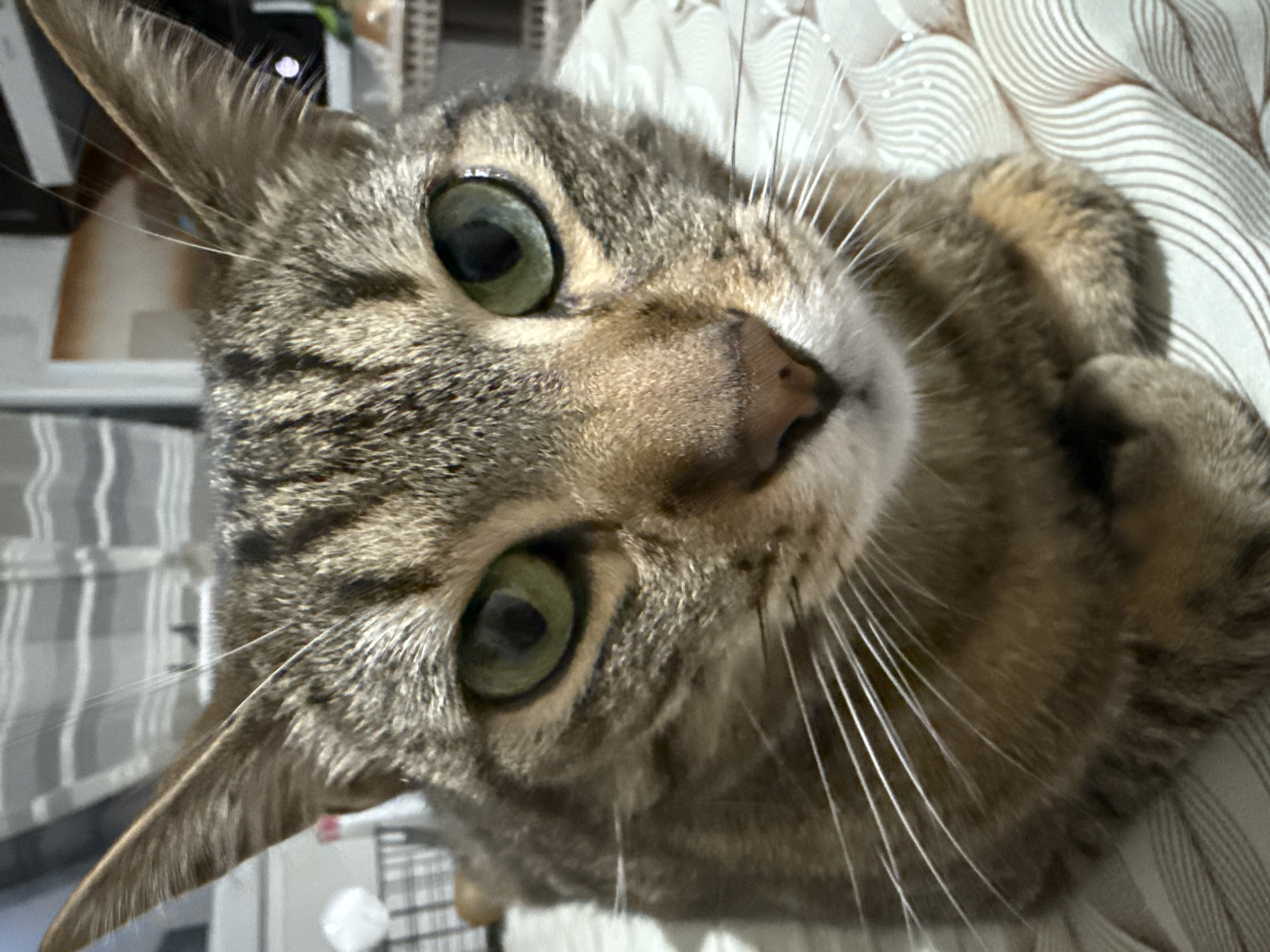 A close-up shot of a tabby cat's face, likely indoors. The cat has green eyes, a brown nose, and white whiskers. It appears to be lying down on striped bedding. There is no visual information to suggest this image was taken in Burgas, Bulgaria, or anywhere specifically.