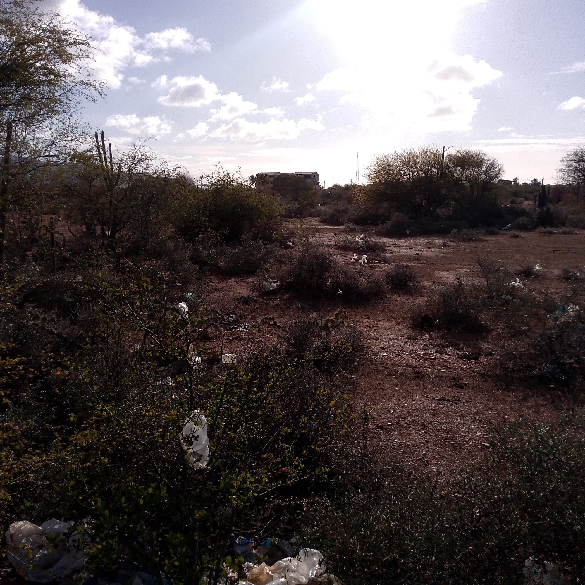 The scene is a trash-strewn landscape of scrub brush and dirt. Plastic bags and debris are visible throughout the undergrowth and on the ground. In the background is a multi-story building. The location is likely Altagracia, Venezuela, based on the prompt. The sky is partly cloudy and bright.