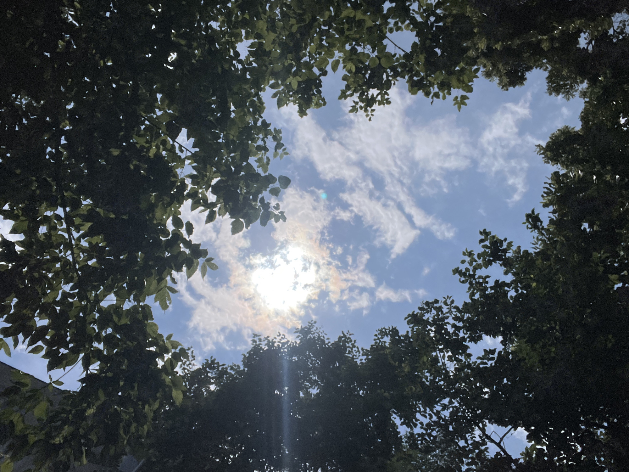 The image presents a perspective looking directly upwards through the dense canopy of trees towards the sky. Dark green foliage, heavily shaded and silhouetted against the bright light, forms a natural, irregular frame around the central expanse of the sky. Numerous leaves are visible, some catching glints of light while others remain in deep shadow.
The sky is a clear, light blue, adorned with scattered, wispy white clouds that extend across the frame. The sun is the focal point, positioned towards the lower-center, partially veiled by a thin layer of clouds. This creates a strong sunburst effect and lens flare, emitting bright rays of light downwards and a distinct halo-like glow around its source. The intense light highlights the edges of some leaves and clouds.
The scene depicts a sunny day, likely mid-day or early afternoon due to the high and bright position of the sun, indicating clear weather with some atmospheric haze or light cloud cover. There are no visible people or specific objects beyond the trees, sky, and clouds. This tranquil, natural view, captured from below, suggests an outdoor setting such as a park, garden, or a street lined with trees in Plovdiv, Bulgaria. No text is visible in the image.