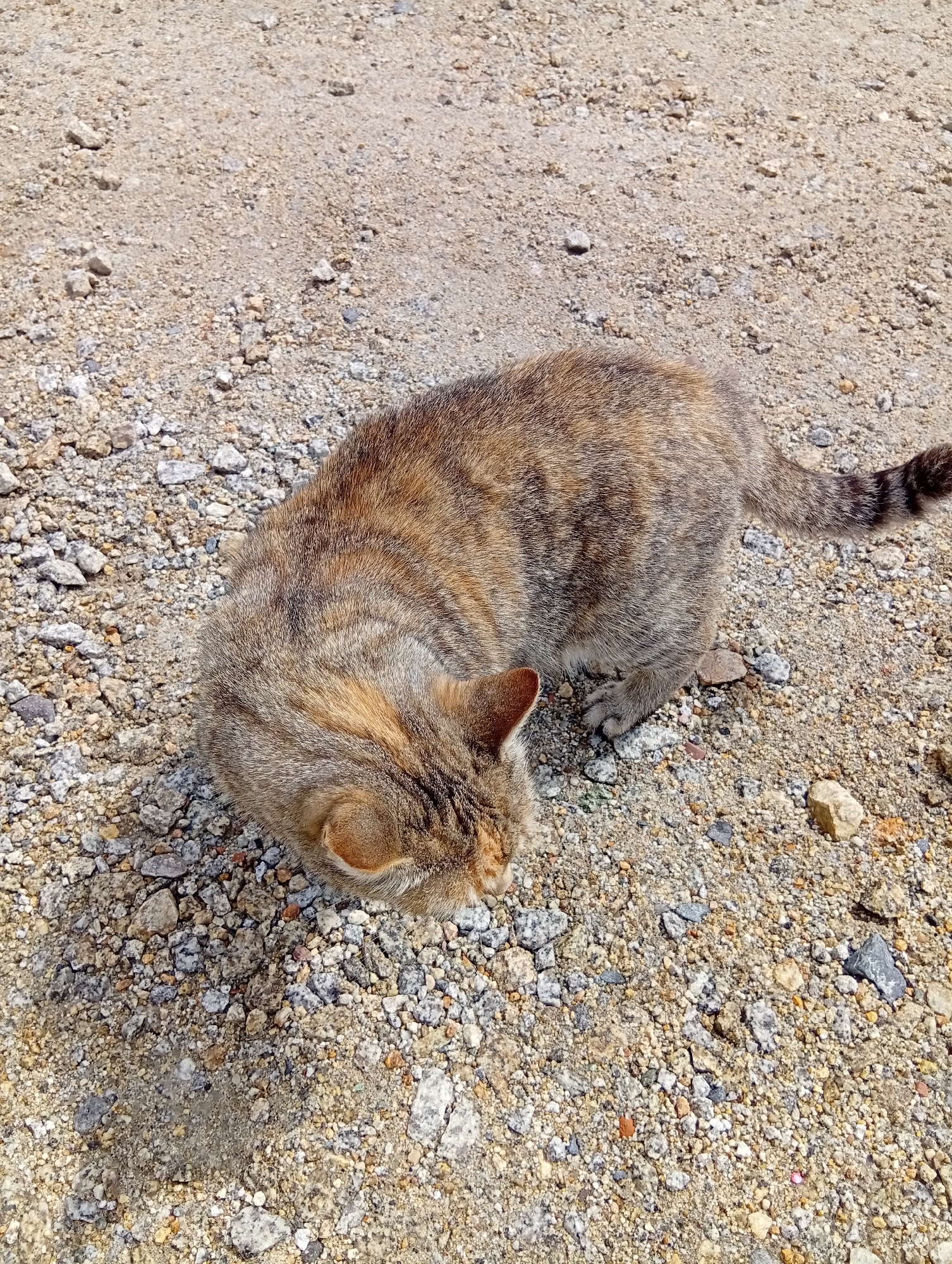 A medium shot captures a tabby cat with brown and gray fur from a high angle. The cat is positioned on a surface composed of small stones, gravel, and dirt. The cat's head is lowered, facing towards the ground, and its body is curved. Its tail extends to the right, featuring darker stripes. The background is a continuation of the stony ground. The scene is outdoors, likely in a non-urbanized area such as a field or path, and is illuminated by natural light, creating a slight shadow to the left of the cat. There are no people or other animals visible in the image.