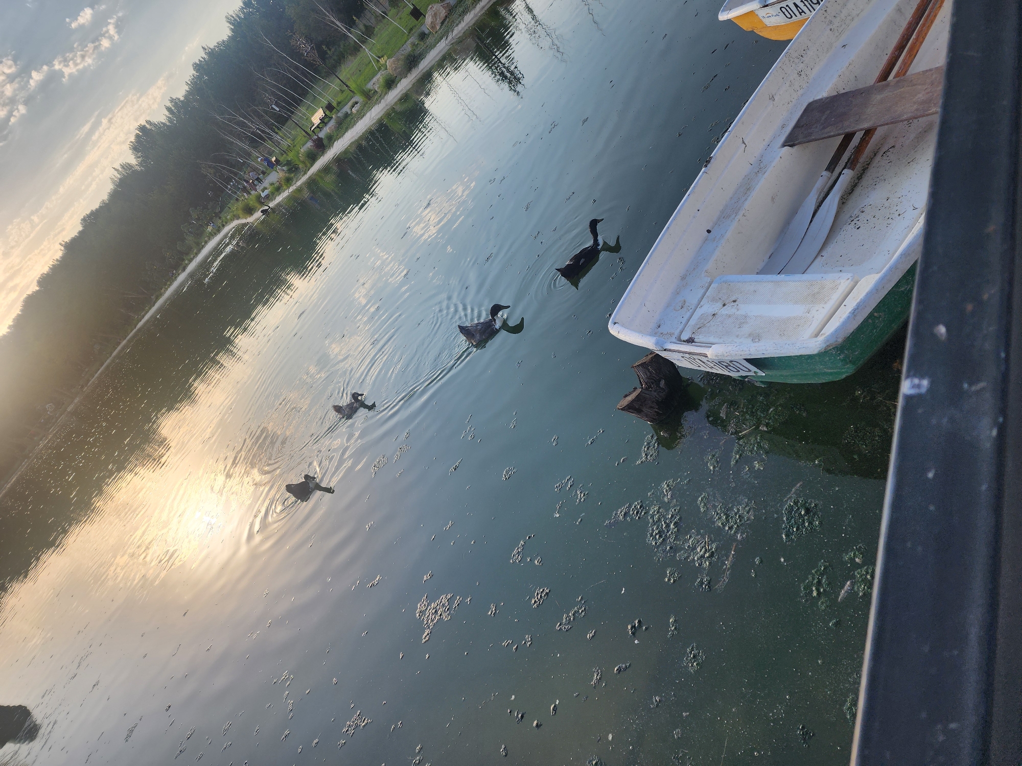 The image depicts a serene lake scene in the city of Chirchik, Uzbekistan, bathed in the golden light of sunset. The sun's reflection shimmers on the rippling water, creating a tranquil atmosphere. Several ducks are gracefully swimming in the lake, their dark silhouettes stark against the illuminated surface. In the foreground, two boats are docked, one white and green and the other yellow. The white and green boat contains two oars, suggesting it is ready for use. The background features a lush green treeline bordering the lake, with a pathway and scattered people enjoying the evening. The overall scene is one of peaceful natural beauty, ideal for relaxation and recreation.