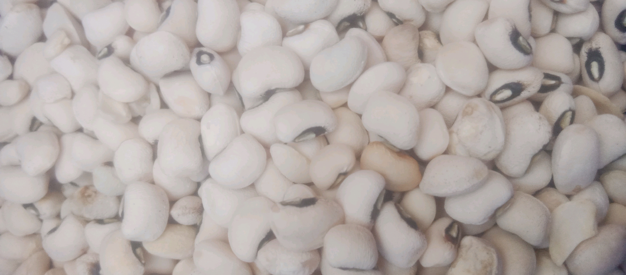 A close-up, overhead view shows a pile of black-eyed peas. The peas are predominantly white with a distinct black or dark brown "eye" on one side. The lighting in the image is somewhat diffused, creating a soft focus and a slightly hazy appearance. The peas are packed tightly together, filling the entire frame. Some peas are smooth and round, while others are more elongated or irregular in shape. There is a variation in the tone of the white peas, with some appearing brighter and others slightly off-white or yellowish. A few peas show subtle discoloration or imperfections. No other objects or people are visible in the image. The setting is indeterminate, but the composition suggests a background of dried legumes.