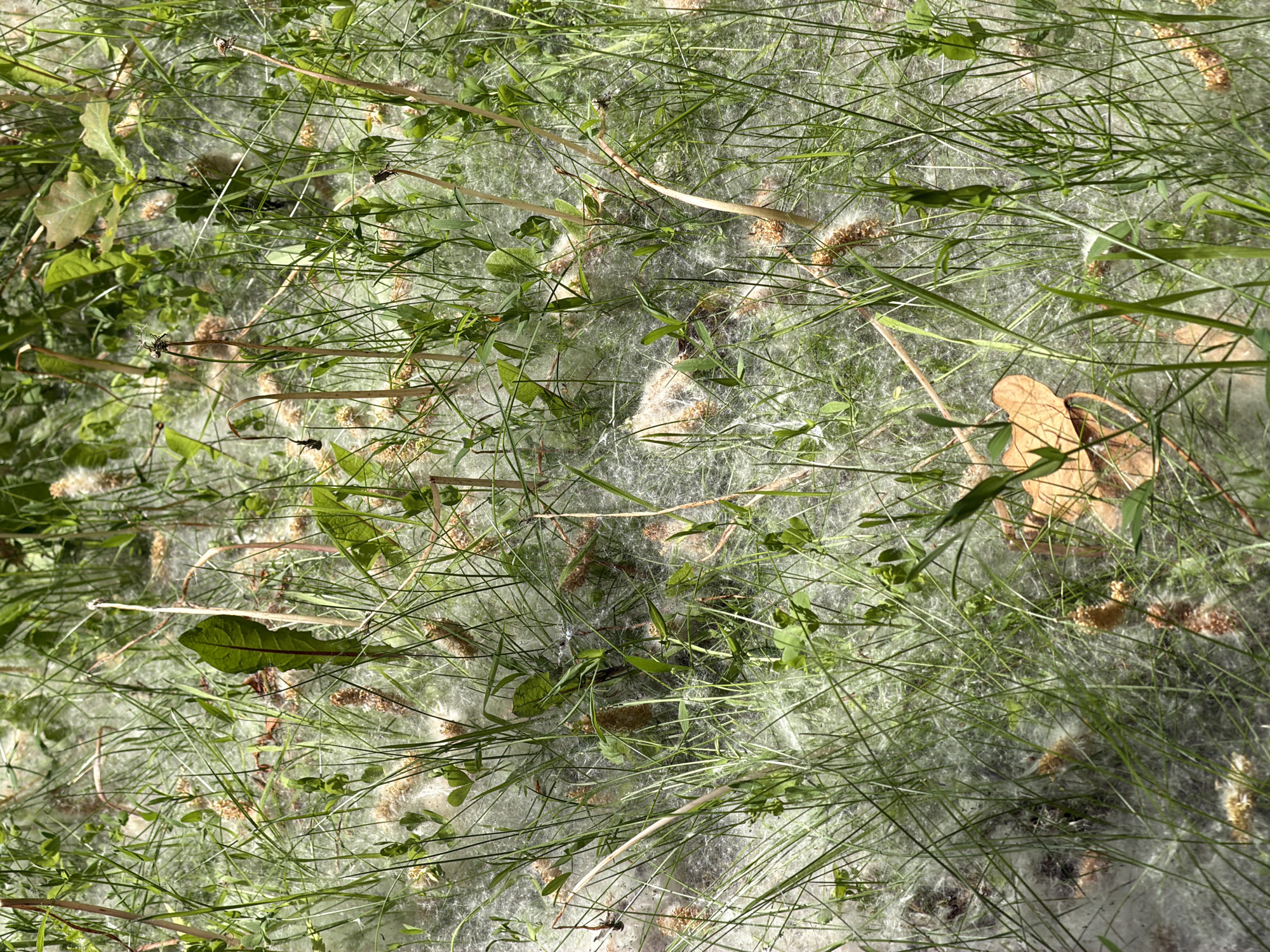 The image shows a patch of ground covered with greenery, dominated by various types of grasses and leafy plants. A dense layer of white, fluffy material, possibly plant fibers or seeds, overlays much of the ground, partially obscuring the vegetation. There is a mix of green and brown vegetation, and a scattering of dried flower heads are also visible. The scene appears to be located outdoors, likely in a park or garden in Ipswich, United Kingdom, considering the request. The ground is relatively flat, and the vegetation is relatively dense.