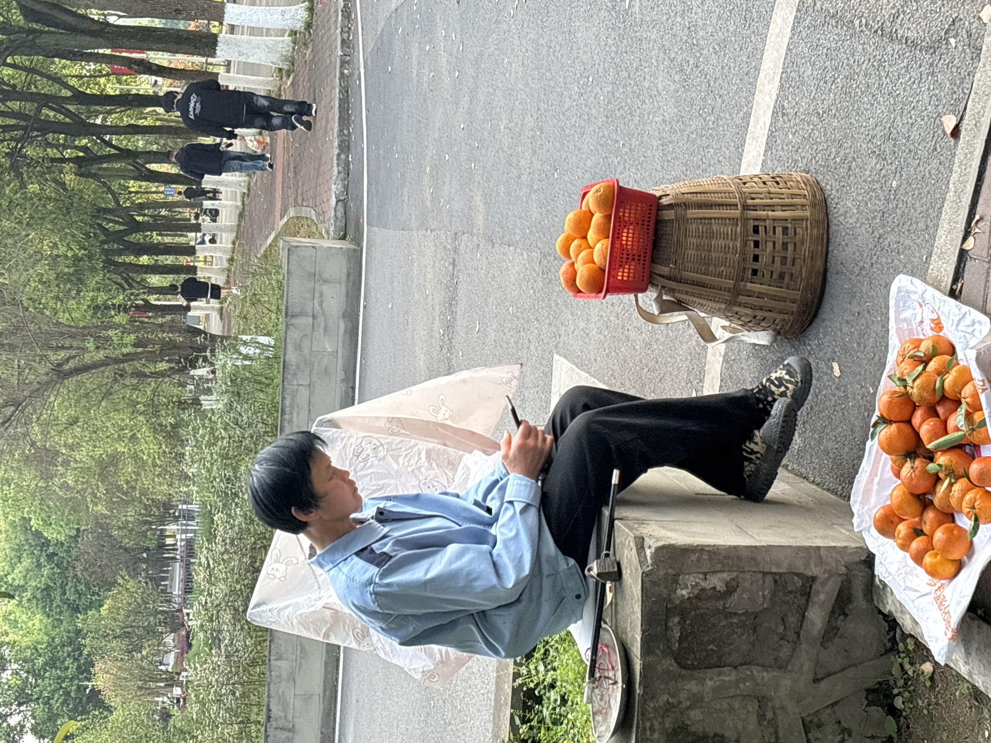 The image depicts a street vending scene in Jiangjin, China. In the foreground, an individual with short dark hair, wearing a light blue long-sleeved shirt and dark pants, sits on a grey concrete block on the edge of an asphalt road. This individual is looking down and holding a black mobile phone with both hands. A white, translucent fabric with a faint rabbit pattern is draped behind them. To the left of the individual on the concrete block, a traditional steelyard scale with a metal pan and a rectangular weight is positioned. To the right, a red plastic basket filled with bright orange citrus fruits sits atop a bell-shaped woven bamboo basket, which has a light-colored strap. On the ground directly in front of the concrete block, a pile of similar orange citrus fruits, some with green leaves, is displayed on a white plastic sheet or bag.
The environment consists of a grey asphalt road with a white line marking an edge, bordered by a grey curb. Beyond the curb, low green foliage is visible. In the middle ground and background, a reddish-brown paved pathway is lined with numerous trees with green leaves, their lower trunks painted white. Four individuals are walking along this path: one in the far-left background wearing dark attire, and three further to the right, all wearing dark clothing and walking away from the camera. The background beyond the pathway features dense green trees and vegetation. The overall lighting suggests daylight.