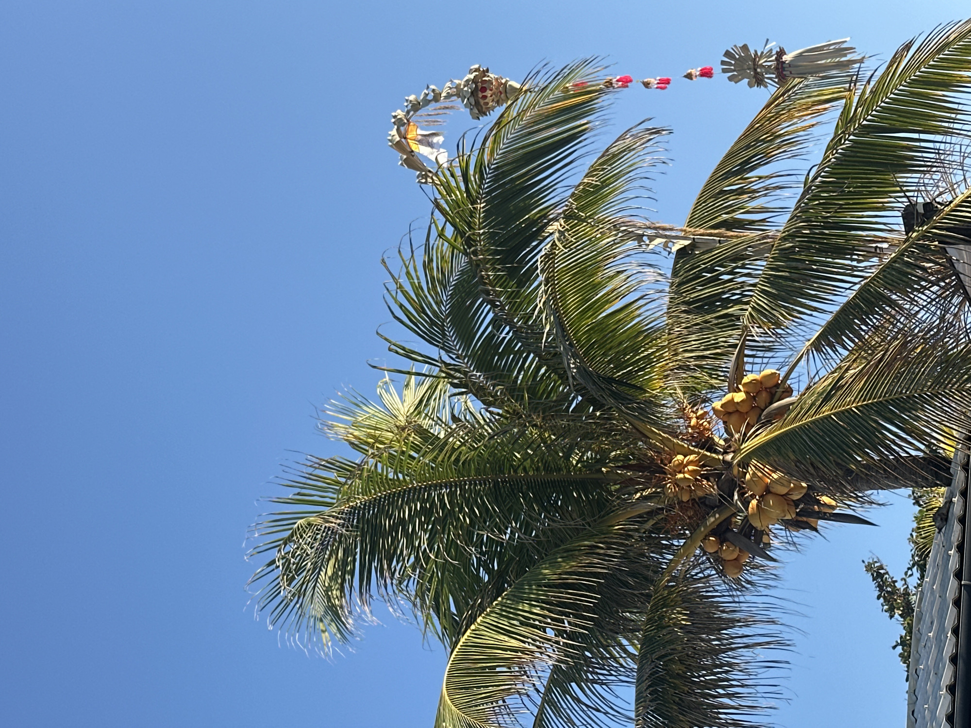 A bright, clear blue sky serves as the backdrop for a mature coconut palm tree laden with ripe, yellow coconuts. The fronds of the palm are lush and green, fanning out against the sky. Suspended from a curved palm frond, a decorative element hangs, appearing to be a cultural offering or ornament, featuring layered, woven materials and red and white tassels. In the lower left portion of the image, the edge of a grey, corrugated metal roof is visible, suggesting a residential or commercial structure in the vicinity. The overall scene evokes a tropical atmosphere, likely within a populated area, given the presence of the roof. This image was taken in North Kuta, Indonesia.