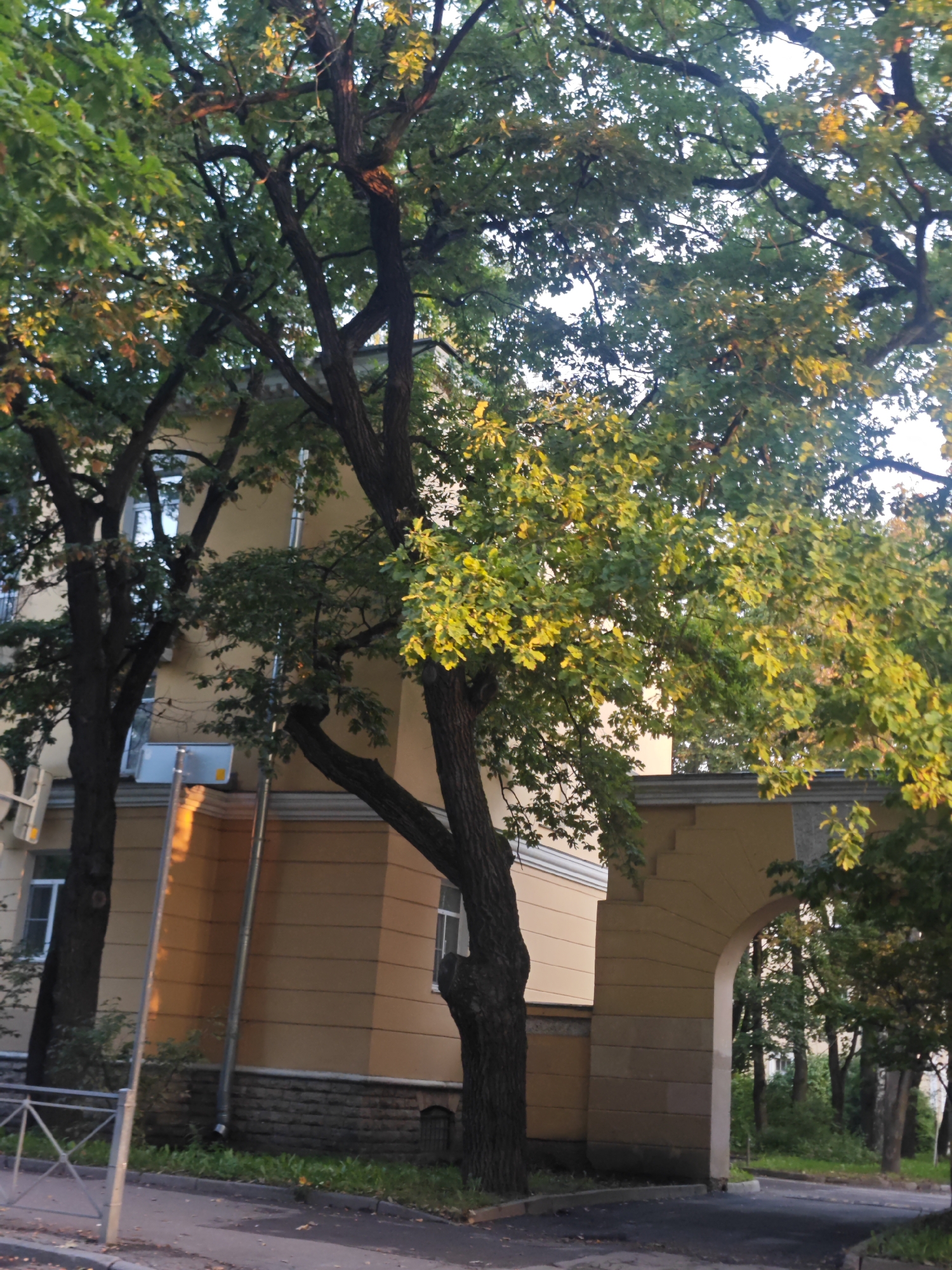 In Pushkin, Russia, a photograph captures a street scene dominated by large trees with dappled sunlight illuminating their leaves. The trees stand in front of a light beige building with a stone base. An arched entryway, constructed of beige stone, is visible on the right side of the image, leading to a view of more trees in the background. A gray metal fence runs along the foreground. The overall impression is one of an urban setting integrated with nature, likely in a historical district given the architecture.