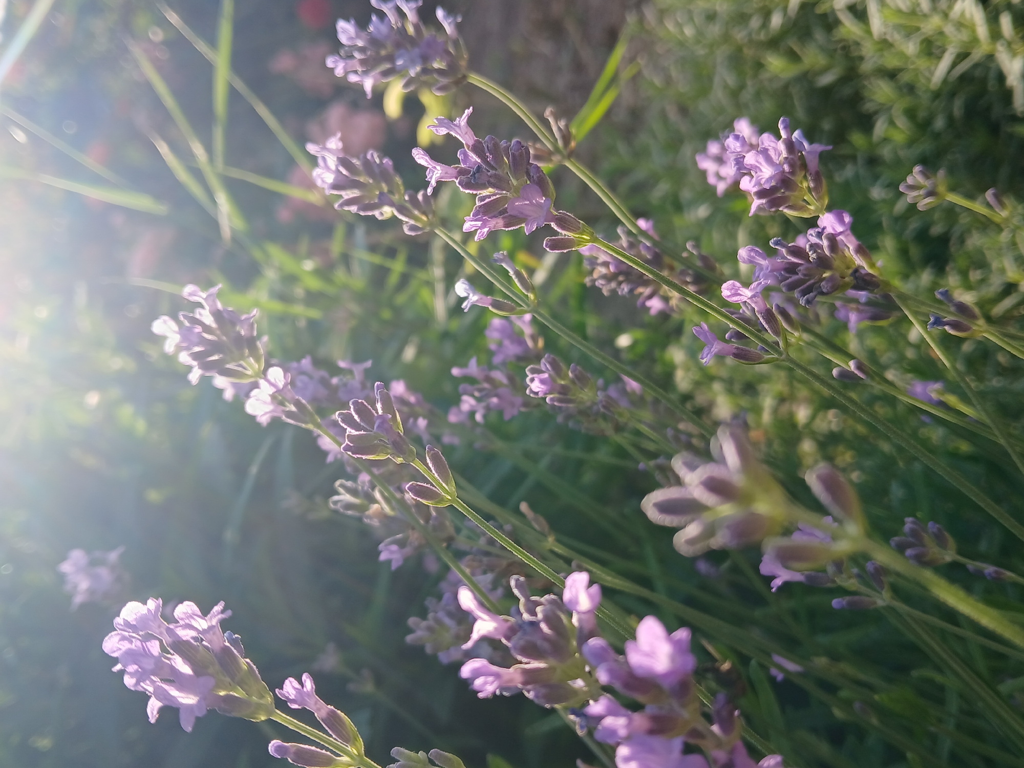The image captures a close-up view of blooming lavender flowers bathed in bright sunlight. The scene is set outdoors, likely in a garden or field, indicated by the dense green foliage and the natural light. The lavender stalks are adorned with small, clustered purple flowers, some of which are fully open while others are still in bud. The sunlight creates a lens flare effect in the upper left quadrant, casting a soft glow and streaks of light across the image, suggesting it might be morning or late afternoon. The focus is sharp on the foreground lavender, with the background elements blurred into soft bokeh, highlighting the delicate texture and color of the blossoms. The overall mood is serene and natural, evoking a sense of peacefulness and the beauty of a summer day. There is no visible text in the image.