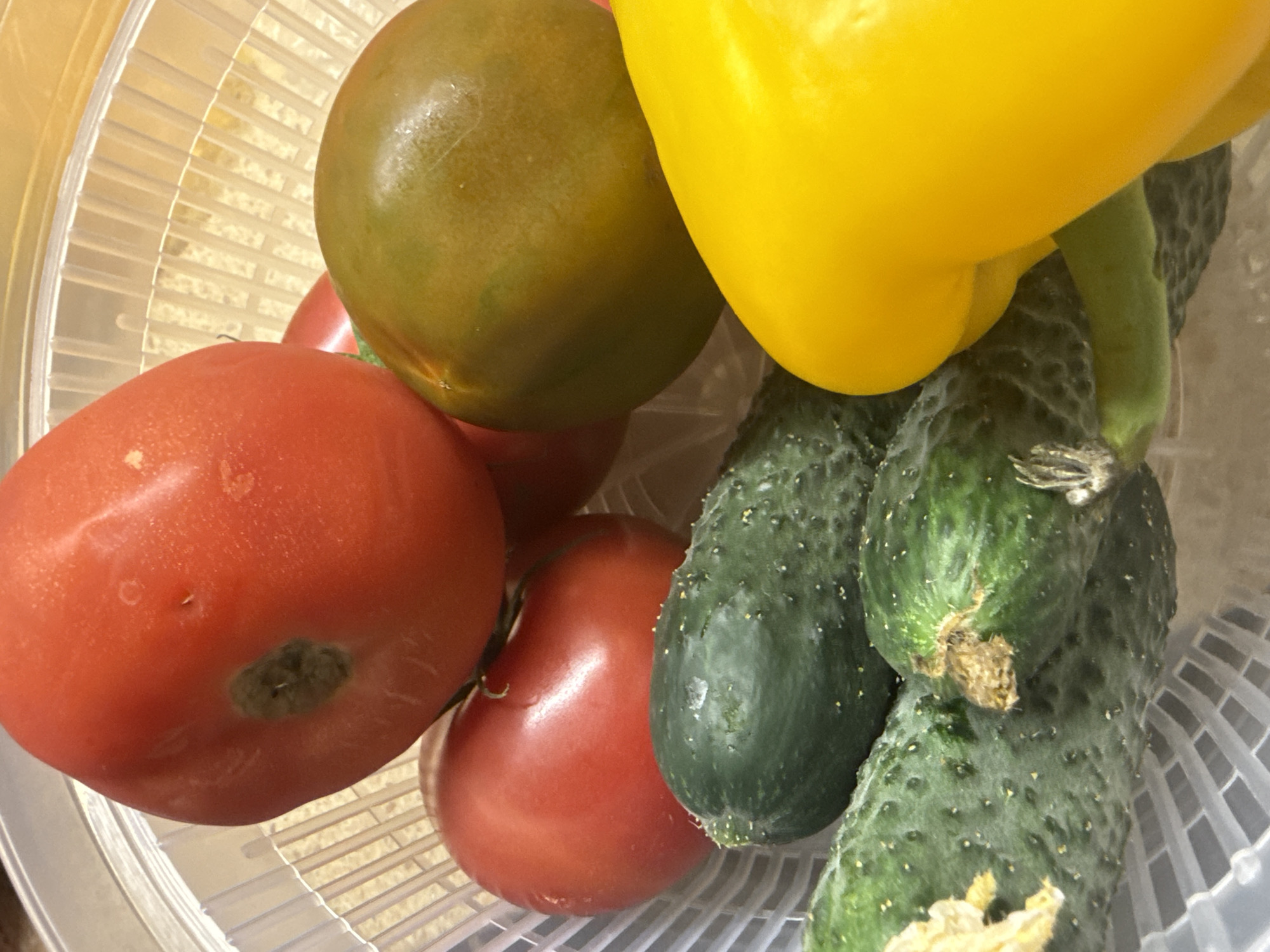A close-up, high-angle shot shows a variety of fresh vegetables in a white plastic colander. The colander is filled with three bumpy, dark green cucumbers in the foreground, their textured skins visible. Behind them, two bright red tomatoes are partially obscured, one with a noticeable green discoloration near its stem. To the right, a large, glossy green tomato is visible, and next to it, a bright yellow bell pepper dominates the right side of the frame, its smooth, curved surface catching the light. The vegetables appear to be clean and ready for use.