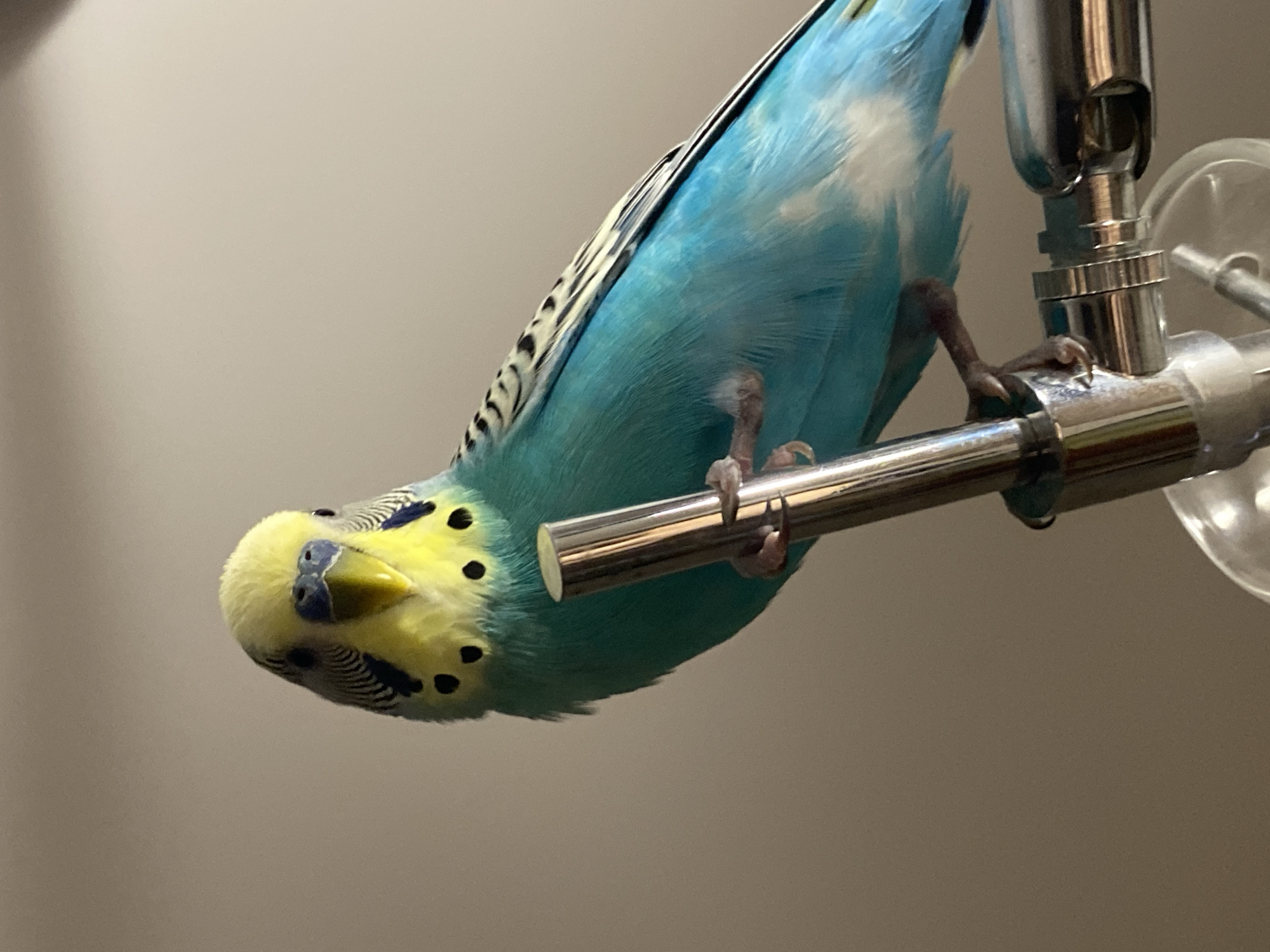 A blue and yellow budgerigar hangs upside down, perched on a shiny metal bar. The bird's feet grip the bar. The background is a plain, light beige wall. Part of a metal fixture with a clear plastic component is visible to the right. The location is Unknown, Unknown.