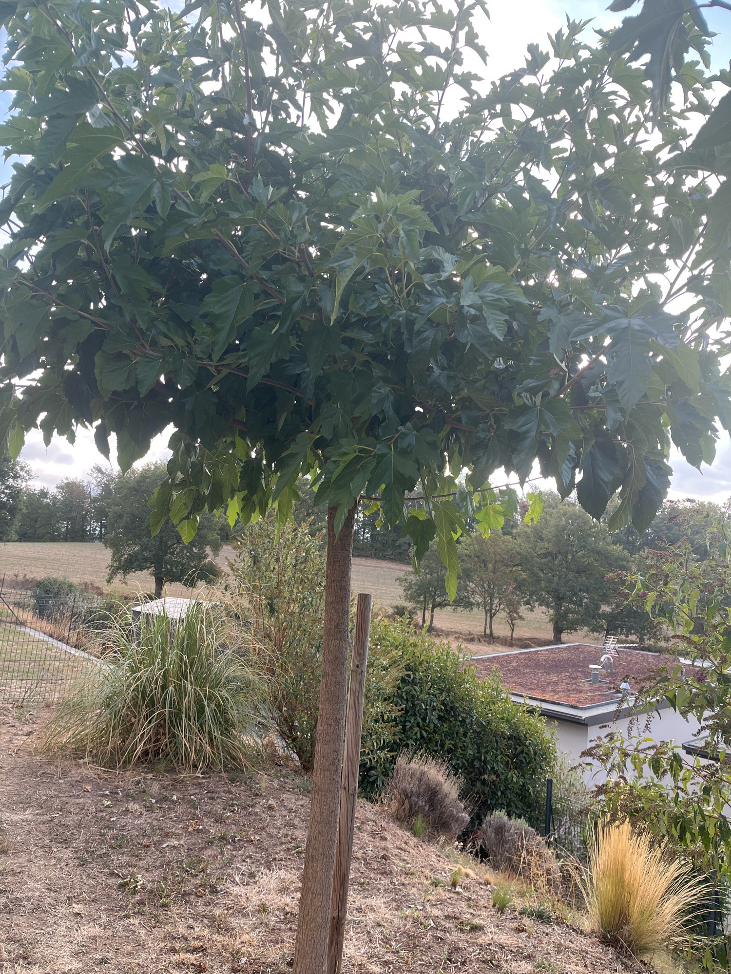 In Chambœuf, France, a large tree with dark green, lobed leaves dominates the foreground, its branches casting shadows over a dry, grassy hillside. To the right of the tree, a portion of a modern house with a green, tiled roof is visible, partially obscured by dense green shrubbery and ornamental grasses. The background reveals a rolling landscape of fields and trees under a cloudy sky. A wire fence runs along the left side of the frame, bordering the property. The scene appears to be a residential area in a rural or semi-rural setting. There are no people present in the image.