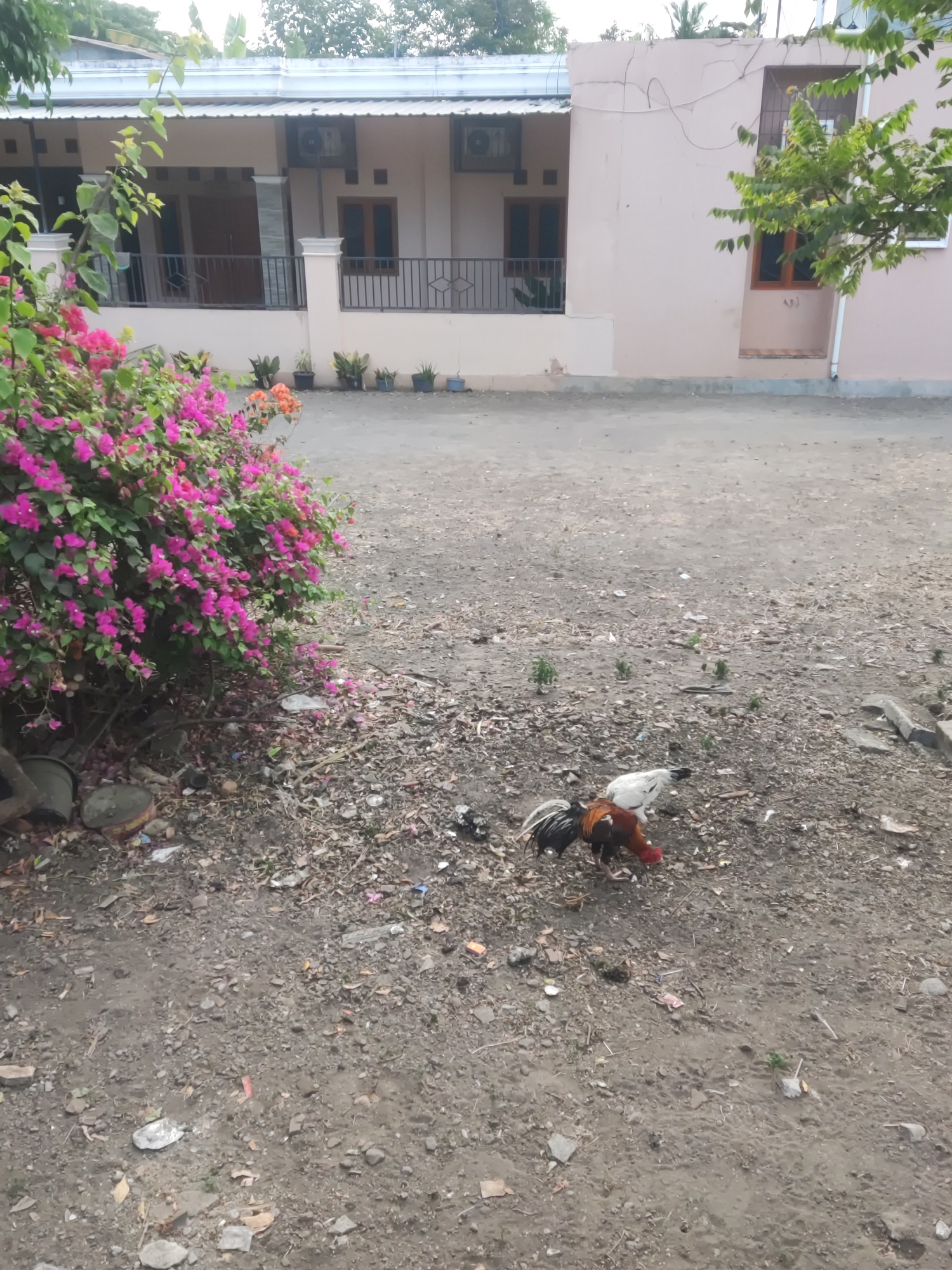 Two chickens, one primarily white and the other with red, black, and brown plumage, are foraging on a dirt ground littered with small stones, dried leaves, and miscellaneous debris. A large bush with vibrant pink and orange bougainvillea flowers dominates the left side of the frame, casting a shadow on the ground. Behind the bush and chickens, a light pink building with a white roof is visible. The building features several windows with brown frames and dark railings across a porch area. Two air conditioning units are mounted on the exterior walls of the building. The ground appears to be a path or yard area. This scene is located in Trihanggo, Indonesia.