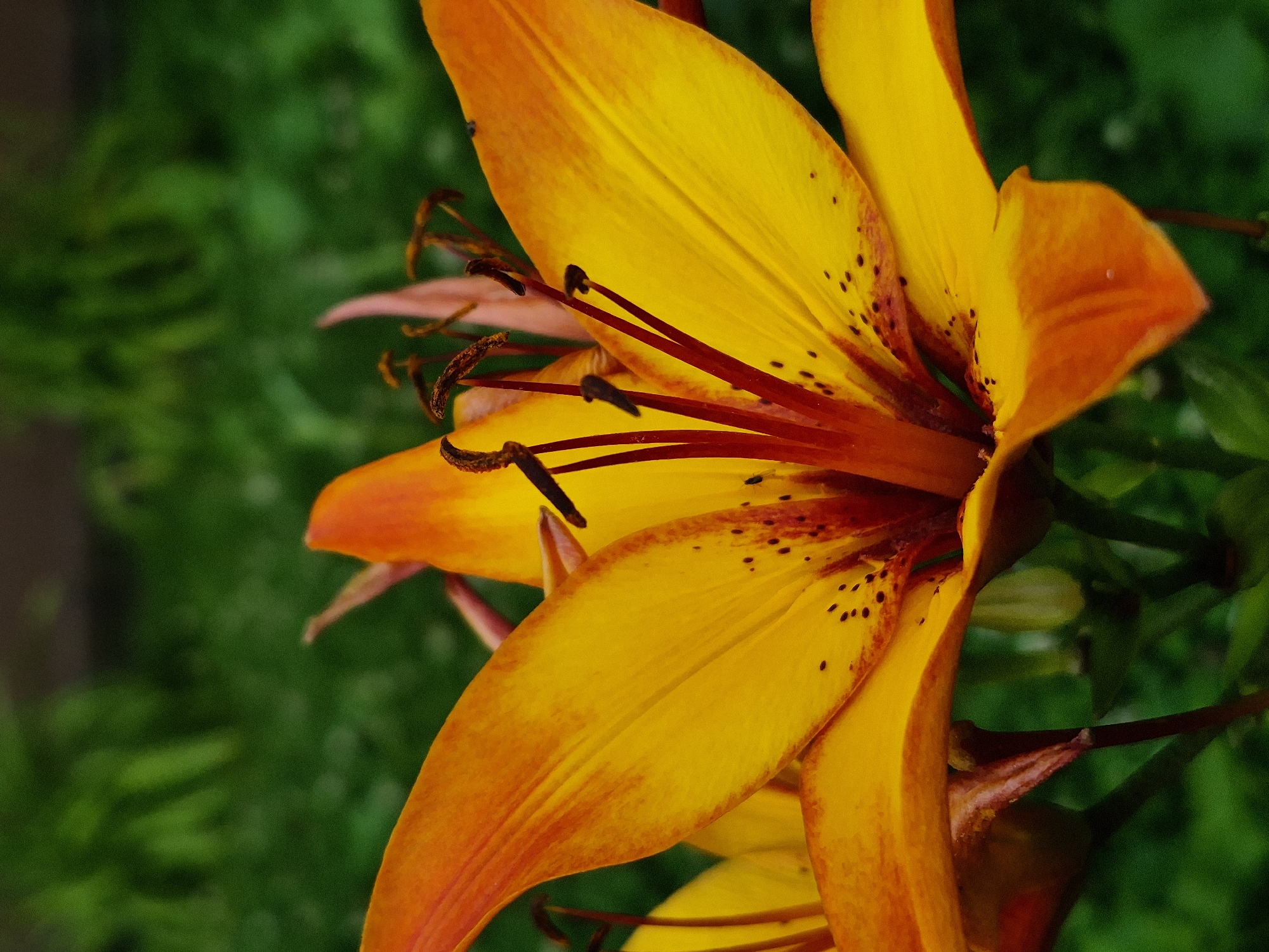 A close-up, vertical shot shows the vibrant orange and yellow petals of a lily flower in full bloom, set against a blurred green background of foliage. The lily's stamen and pistil are prominent, with dark brown anthers atop slender red filaments. Delicate black speckles are visible on some of the yellow petals. The overall impression is one of natural beauty and intricate detail, captured in a shallow depth of field that emphasizes the flower's textures and colors. The scene appears to be outdoors, likely in a garden or natural setting, given the presence of lush greenery.