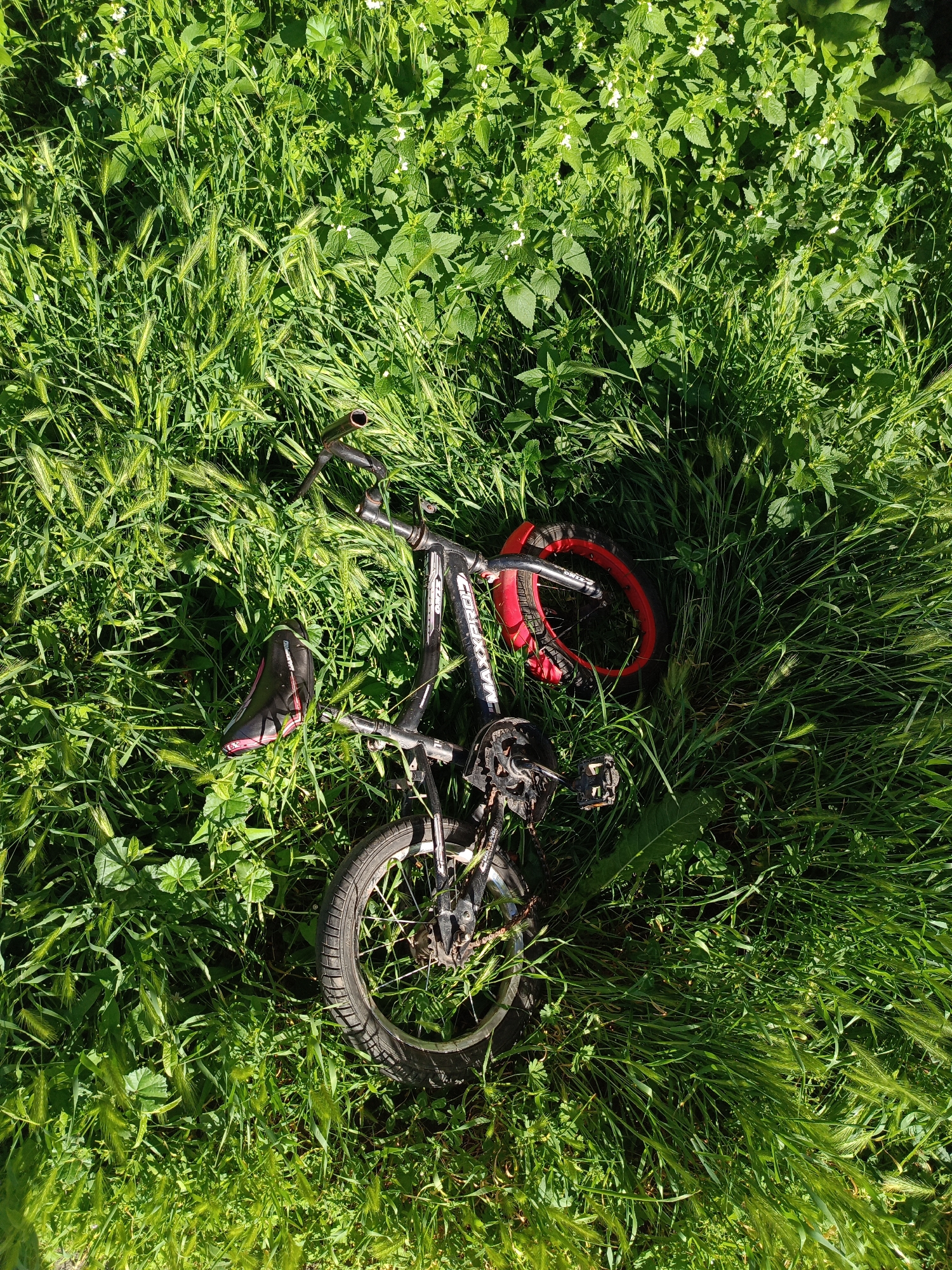 A bicycle lies on its side in tall green grass. The bicycle is black with red accents on the wheels. It is leaning on its left side. The front wheel is partially obscured by the grass, and the back wheel is visible and appears to be intact. The seat is black with pink accents and is facing upwards. The handlebars are visible and are positioned to the left of the seat. The bicycle appears to be undamaged. The environment is a grassy field. There are no people visible in the image.
