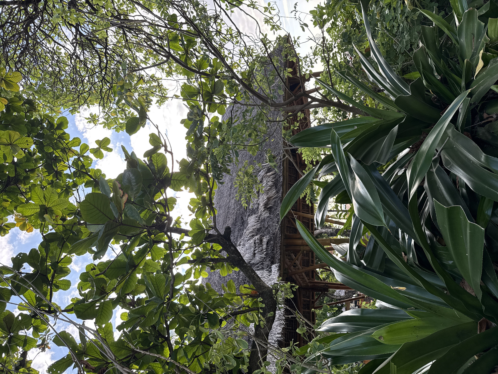 The image displays a lush, tropical outdoor scene in Kuta Selatan, Indonesia, characterized by dense green foliage and a traditional building structure. The upper third of the frame reveals a bright, partly cloudy blue sky visible through a thick canopy of diverse green leaves and dark, intertwined tree branches. Sunlight filters through the leaves, creating areas of translucency and highlighted edges.
The central portion of the image features a building with a prominent, thick, greyish-brown thatched roof, composed of dried organic material. Portions of the underlying structure, appearing to be made of dark wood or bamboo, are visible beneath the eaves. Various tree branches, some with leaves and some bare, partially frame and obscure the building. A significant branch with large green leaves extends from the left, extending over the roof.
The foreground is dominated by a dense arrangement of large, broad, dark green, sword-shaped leaves, likely from a succulent or a large monocotyledonous plant, which fills the lower section of the frame and conceals the ground level. The scene is brightly illuminated, indicating daytime, with natural light casting varied shadows and highlights across the textured surfaces of the vegetation and roof. No individuals or animals are visible.