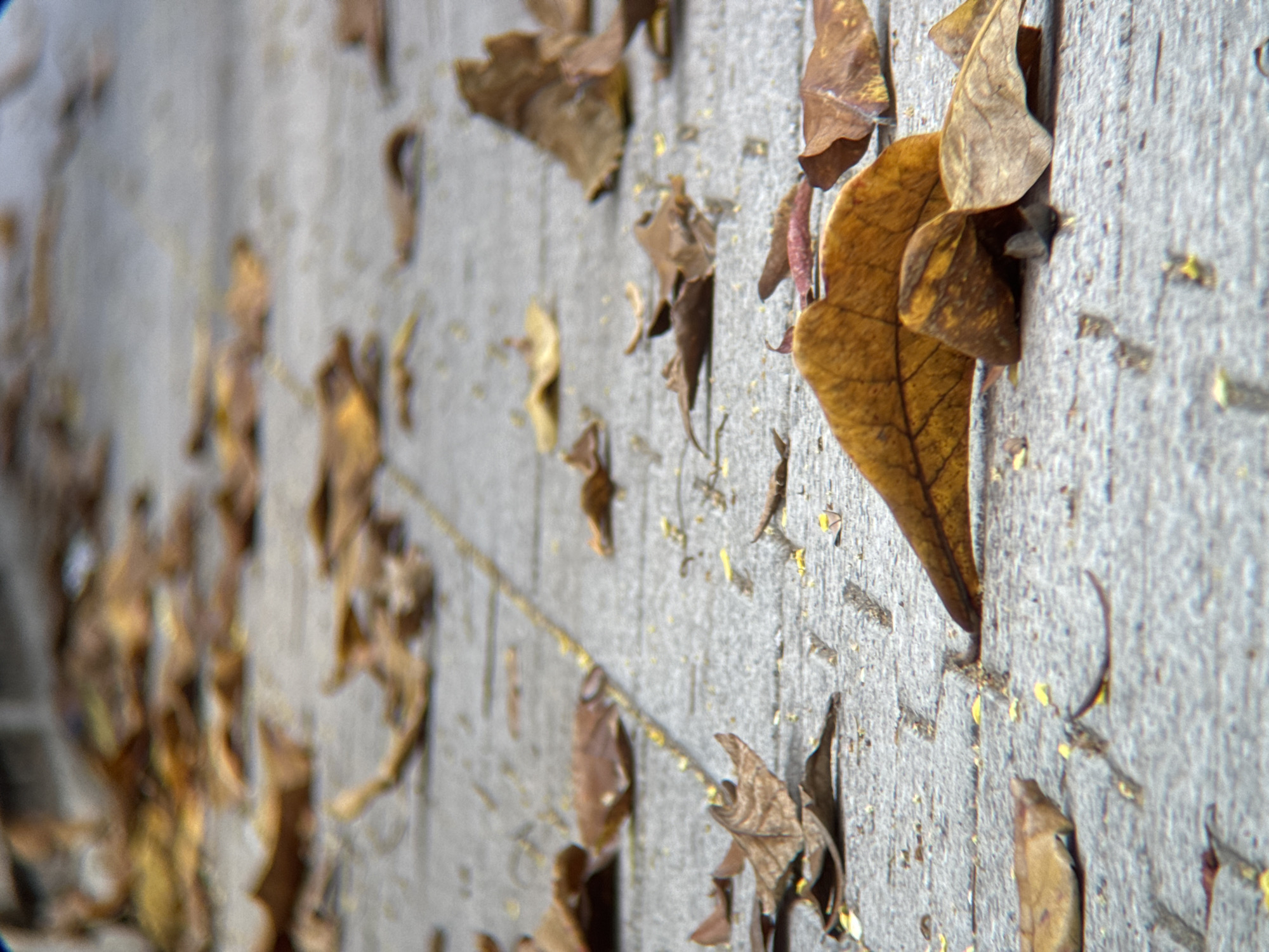 The image depicts a close-up, low-angle view of a paved walkway in Nha Trang, Vietnam, covered with fallen autumn leaves. The walkway appears to be constructed from rectangular gray paving stones with visible lines between them. A thin, yellow line runs diagonally across the image, potentially indicating a painted marking or a seam in the paving. The leaves are various shades of brown and yellow, with some appearing dry and brittle, while others show signs of decay. They are scattered across the walkway, with some clustered together and others spread out. The foreground is dominated by a large, prominent brown leaf with visible veins. The background is blurred, suggesting a shallow depth of field, and shows more scattered leaves. The overall scene conveys a sense of nature's presence in an urban environment, typical of Nha Trang, a coastal city known for its parks and public spaces where such natural elements are commonly found. There are no people or animals visible in the image. The lighting suggests it is daytime, possibly overcast, given the diffused shadows.