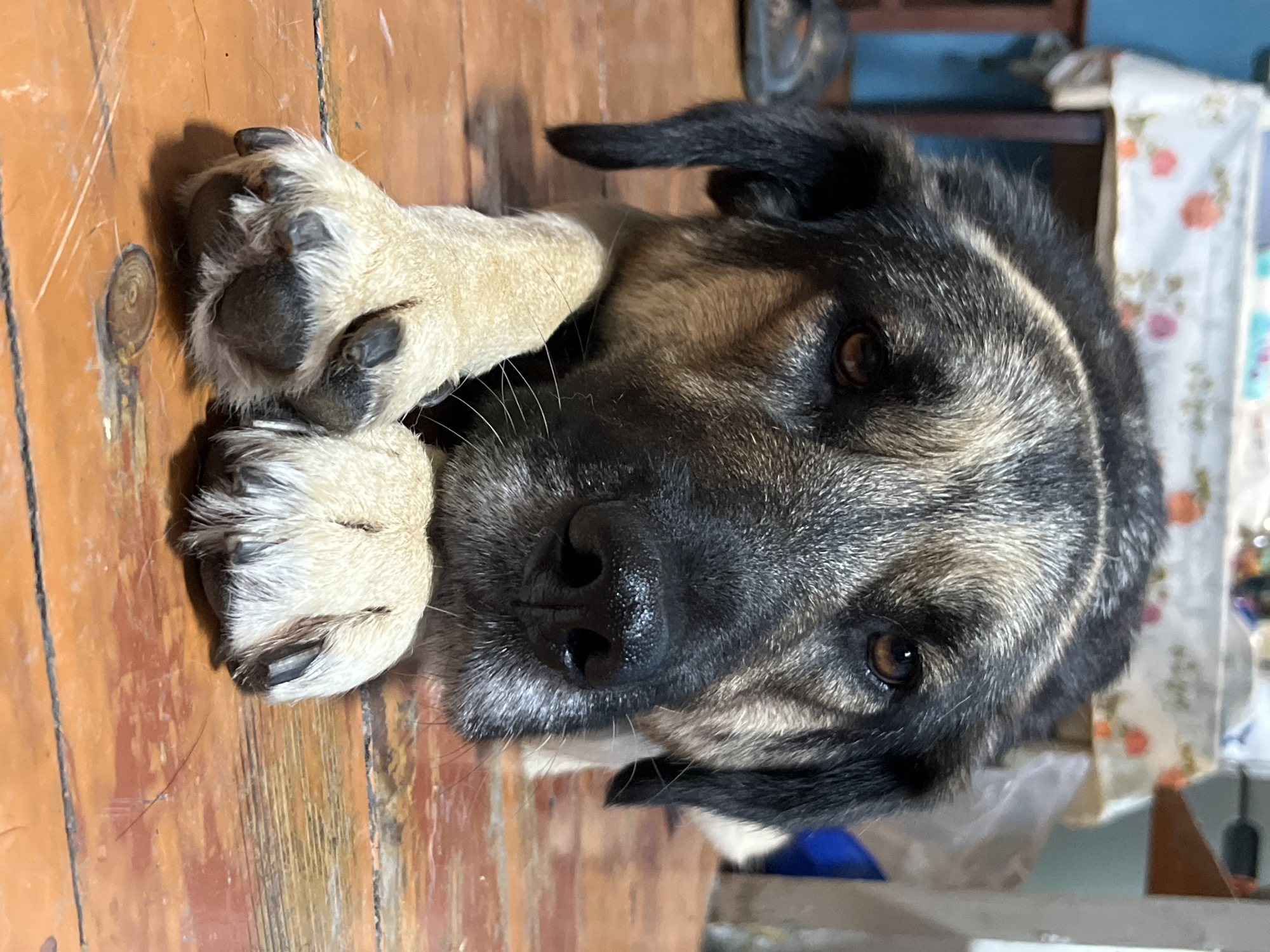 A medium-to-large domestic canine, exhibiting a black, brown, and tan coat with lighter fur on its paws, lies prone on a reddish-brown wooden plank floor, facing directly towards the viewer. Its head is rested on its front paws, which are positioned close together. The dog's eyes are a warm brown, and its black nose appears moist. Visible claws are dark. The background is an out-of-focus interior, revealing a table draped with a light-colored tablecloth patterned with indistinct floral or abstract shapes in orange, pink, and white. Blurry objects, possibly containers, are visible on the table. A dark slipper or sandal is partially visible on the floor to the left of the dog. A small, dark, circular object with concentric rings is visible on the floor near the dog's left paw. The scene takes place indoors, specifically in the city of Nizhny Tagil, Russia.