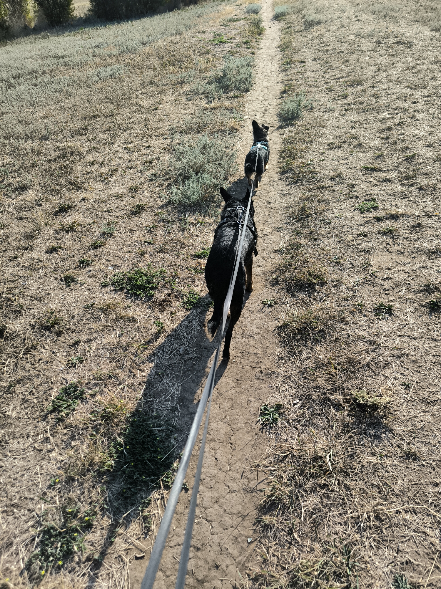 The image depicts two dogs on a path in a dry, grassy area. The dogs are black and leashed, with one dog slightly ahead of the other. The path appears to be made of dirt and is cracked, indicating a dry environment. The surrounding vegetation is dry and sparse, with some green patches of grass and small shrubs. The scene is outdoors, under bright sunlight, casting long shadows. There are no visible buildings or other indications of a city environment in the immediate vicinity, nor is there any contextual information to place this image specifically in Mykolaiv, Ukraine.