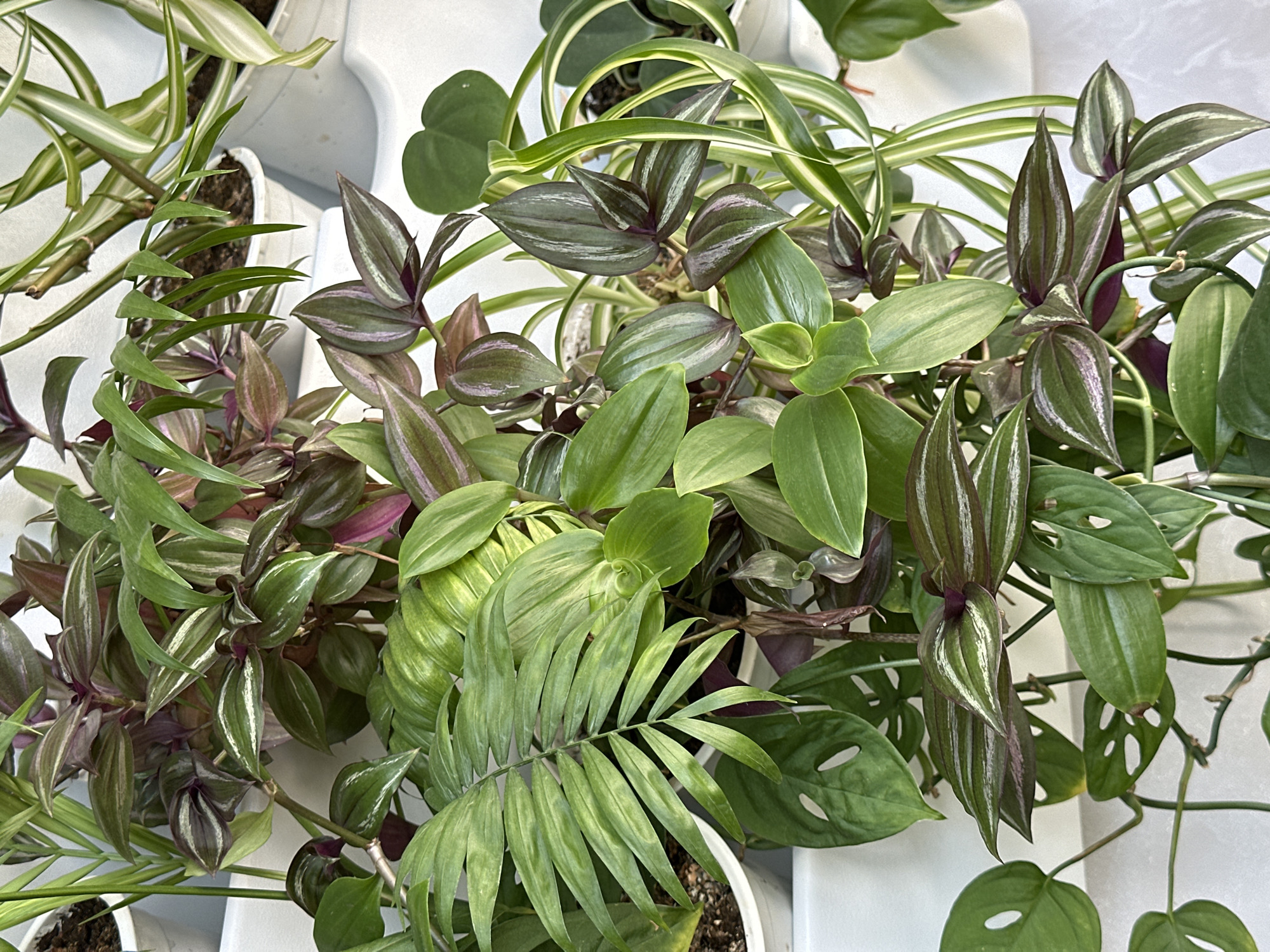 The image shows a collection of potted plants, including Tradescantia zebrina (Wandering Jew), Chlorophytum comosum (Spider Plant), and Monstera adansonii (Swiss Cheese Vine). The plants are arranged in white pots on a white shelf or rack. No specific details indicate the location is Chaikovsky, Russia. No people are visible.