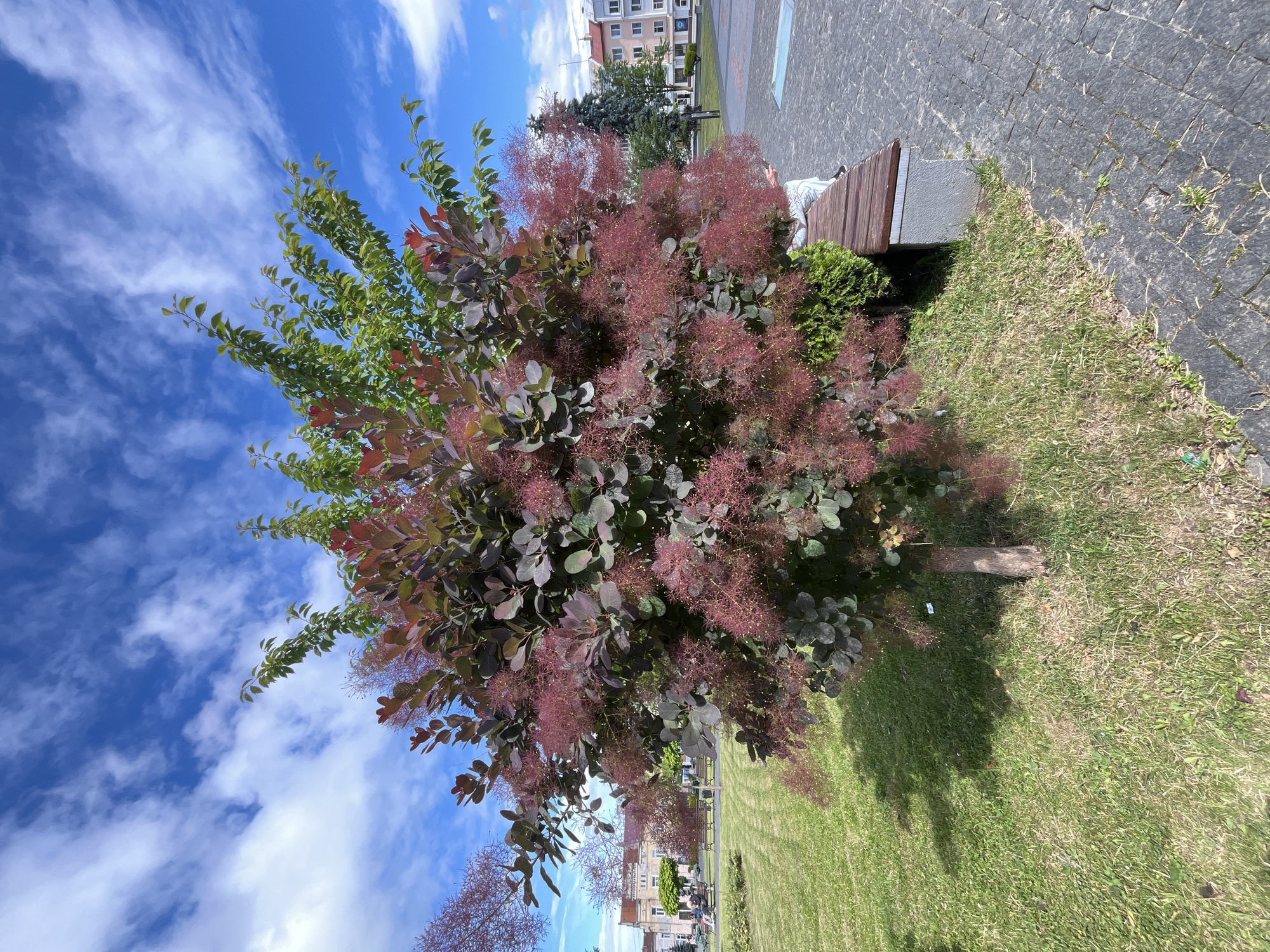 The image shows a smoke bush tree with purplish-red leaves and feathery pink flowers in the foreground. To the right of the tree, there is a stone and wooden bench with a person sitting on it. Behind the bench is a paved area with dark gray cobblestones. To the left of the tree is a well-maintained green lawn. In the background, there are buildings with light-colored facades and windows, and a blue sky with white clouds. This scene is located in the city of Drohobych, Ukraine.