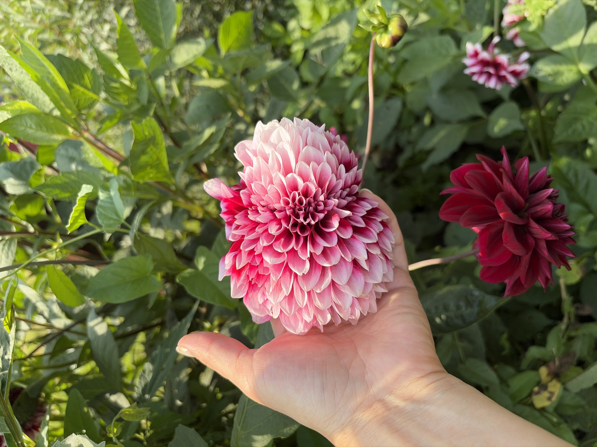A person's hand is gently holding a large, pink and white dahlia flower. The flower has many densely packed petals that transition from a deep pink at the center to a lighter pink at the edges. The hand appears to be on the right side of the frame. In the background, lush green foliage is visible, with other dahlia flowers and a bud also present. One dark red dahlia is in the lower left quadrant, and a smaller pink and white dahlia is in the lower right. The scene appears to be outdoors in a garden. The location is specified as Uzdyar, Russia.