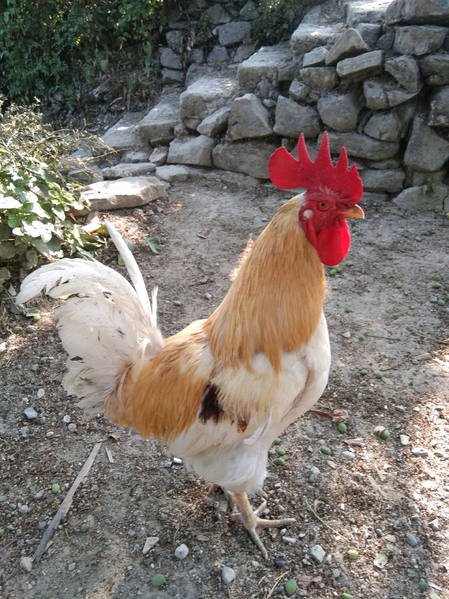 A rooster stands on a dirt path, its body facing right and its head turned to the left. The rooster has predominantly light brown and white feathers, with a striking red comb and wattle. The background consists of a stone wall, overgrown vegetation, and scattered rocks and small green objects on the ground. The scene appears to be outdoors, possibly in a rural or garden setting. No specific location in Karangsambung, Indonesia, can be determined from the image.