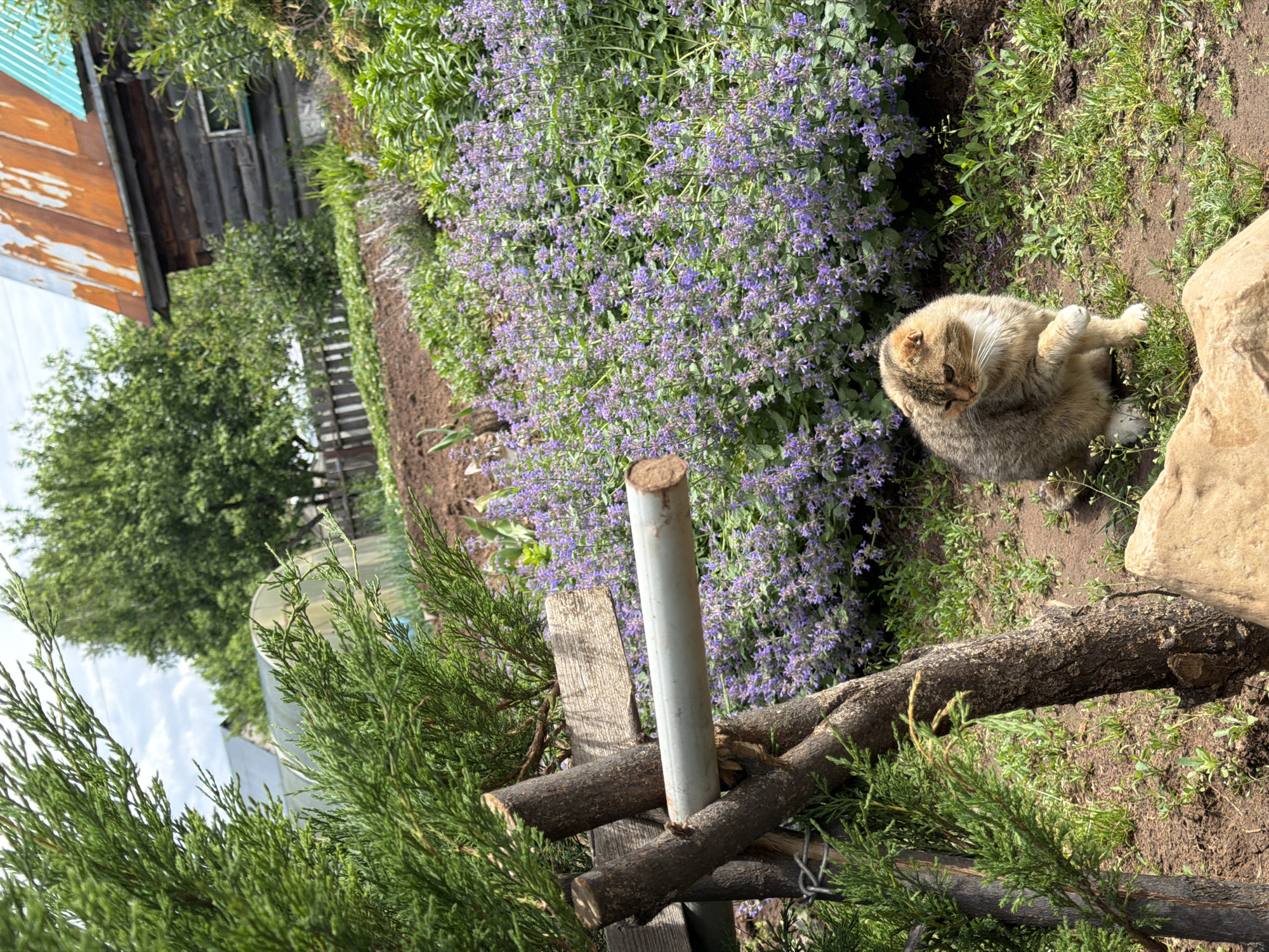 The image depicts a garden scene in what is possibly Chaikovsky, Russia.
**Subjects and Objects:**
* A cat is grooming itself near a stone.
* There are plants, including a bush with purple flowers, and a conifer.
* A rudimentary wooden fence is visible.
* In the background, there is a wooden building with a rusty metal roof.
* Other trees and a glimpse of a greenhouse are in the background.
**Actions:**
* The cat is grooming/licking its fur.
**Environment:**
* The scene takes place in a garden or yard setting, evidenced by the plants, grass, and soil.
* The presence of a house and fence suggests a residential area.
* The weather appears to be sunny.