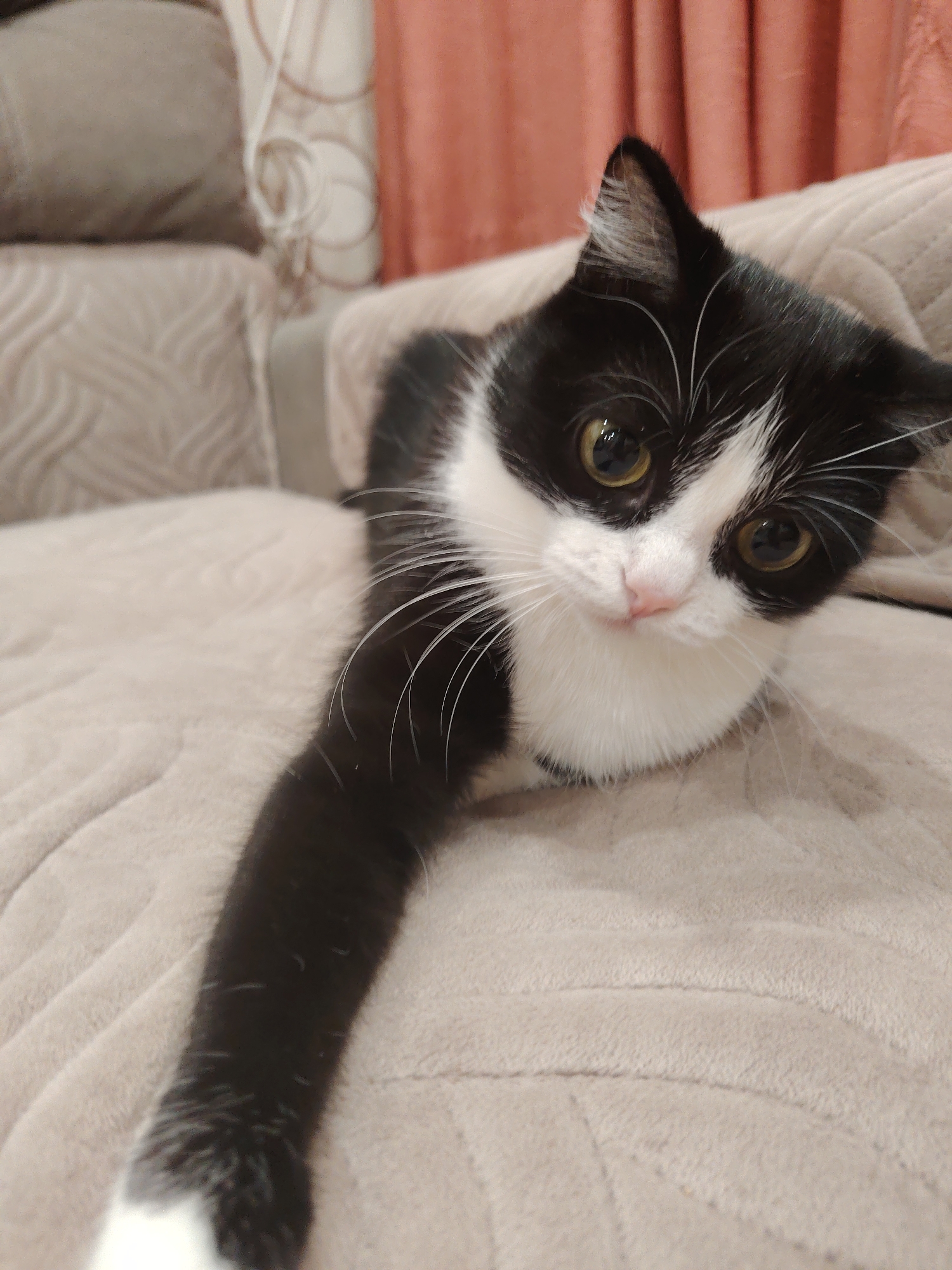 A domestic feline, characterized by a black and white bicolour coat, is centrally positioned on a beige, textured upholstered surface. The animal displays prominent golden-green irises, a pink nose, and extended white vibrissae. Its left anterior paw is elongated towards the lower-left quadrant of the frame, exhibiting white fur at the extremity. The feline's head is slightly inclined, and its gaze is directed towards the viewer. In the immediate background, an upholstered furniture item, consistent with a couch or sofa, is visible. Further in the background, to the left, a wall covered in light-toned wallpaper featuring an indistinct circular or swirling pattern is observed. To the right, a section of pleated, reddish-orange curtains is present. The scene is illuminated by an ambient light source, indicative of an interior setting, specifically in the city of Unknown, Unknown.