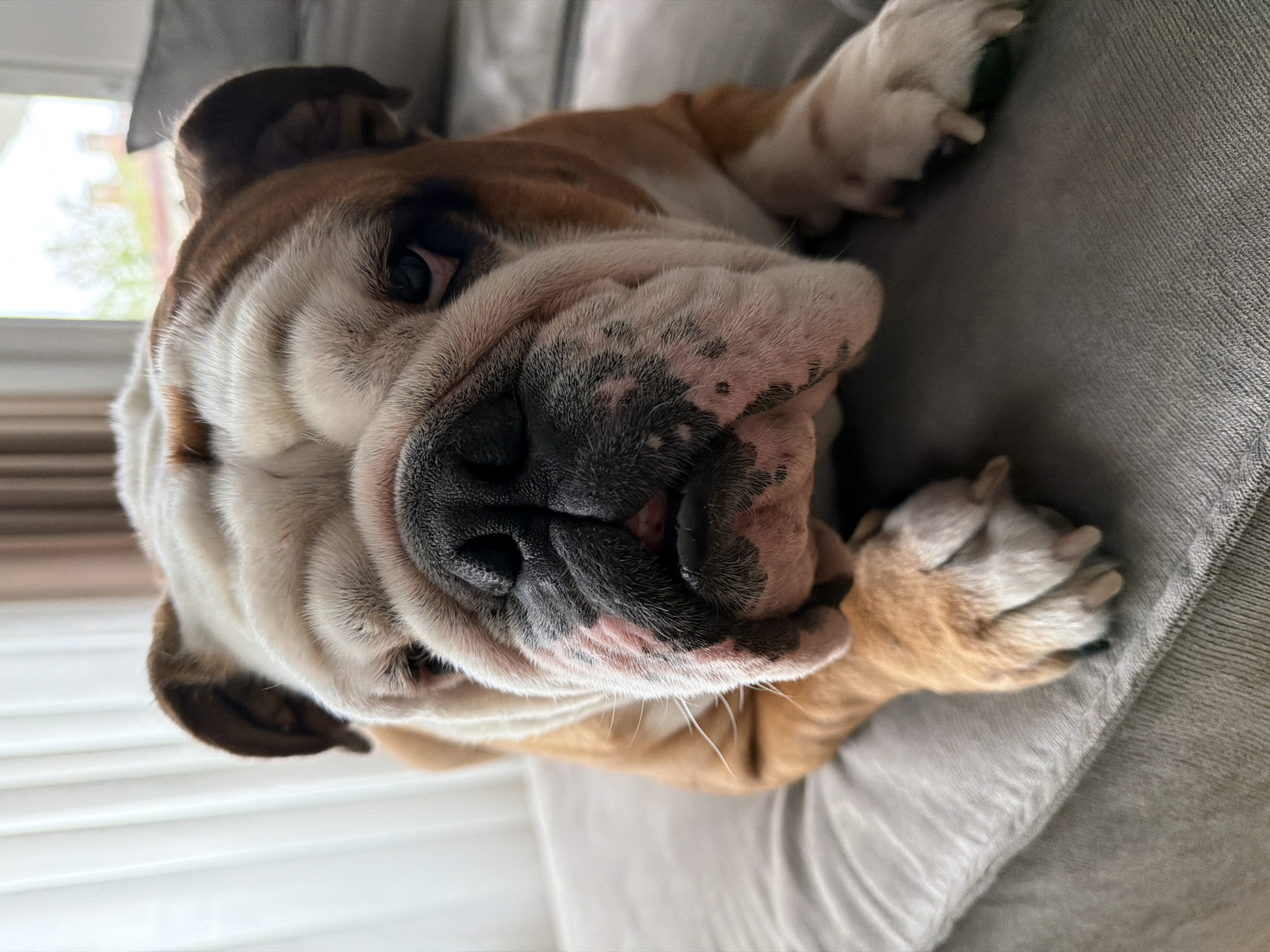An English Bulldog is prominently featured, resting comfortably on a gray, textured sofa or cushion in an indoor setting in Sofia, Bulgaria. The dog, with its distinctive brown and white coat, is lying on its side, with its large, wrinkled head angled towards the viewer. Its eyes are partially open, suggesting a calm and relaxed state, possibly dozing.
Natural light floods the scene from a bright window in the background, visible to the left. The soft illumination highlights the dog's facial features, including its deep wrinkles, the texture of its fur, and its black nose with visible whiskers. Pinkish skin can be seen around its snout and muzzle. Its characteristic floppy ears are present, and its paws are tucked close to its body. The gray fabric of the sofa or cushion is visible beneath and around the dog, providing a soft resting place. The overall impression is one of peaceful domesticity during the daytime. No text is visible within the image.