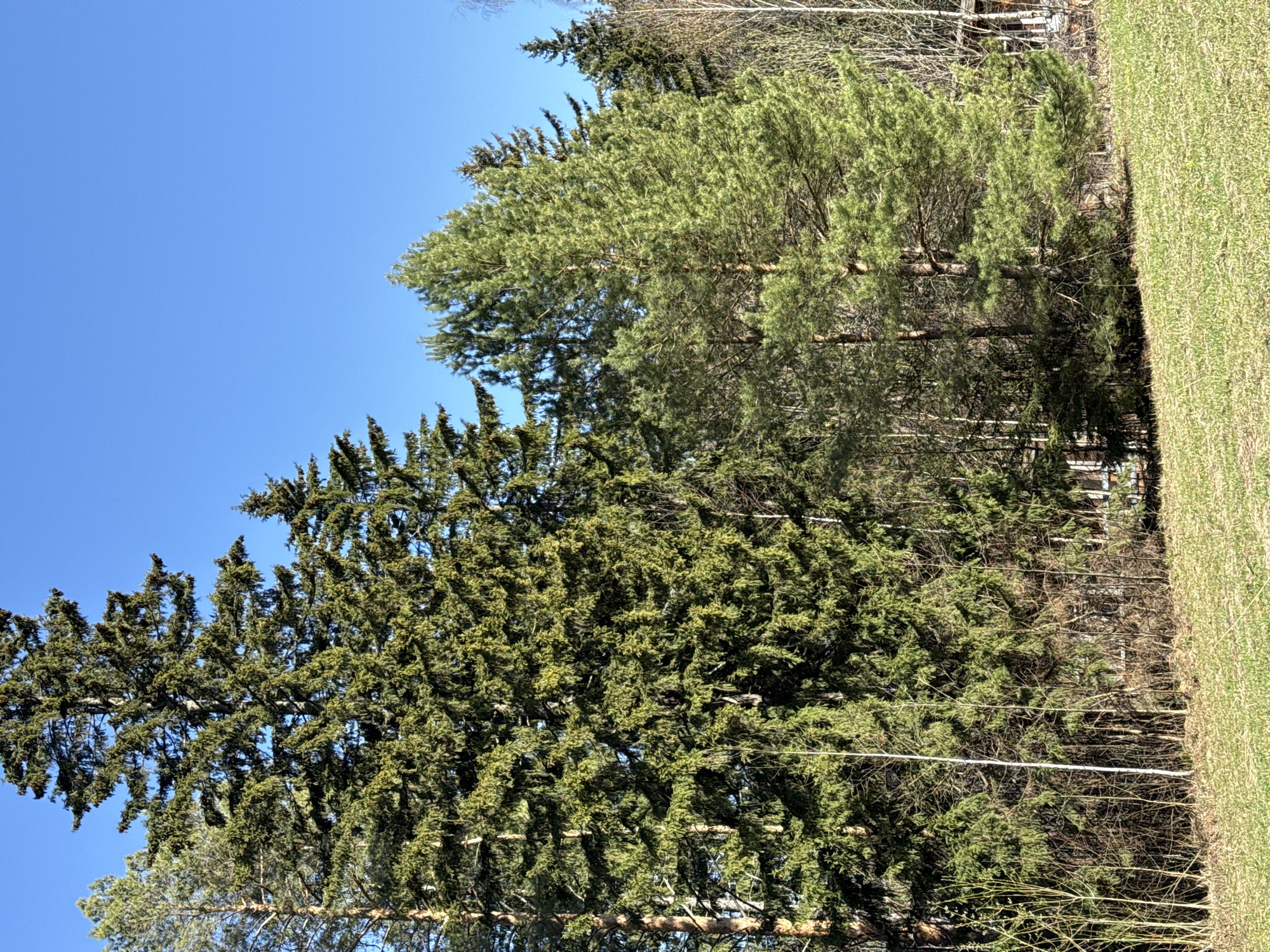 The image depicts a view in Galevo, Russia. The scene includes evergreen trees under a clear blue sky. To the right, there is a grassy area. The trees are of varying heights and densities. The background contains a mix of bare trees and some structures. There are no people visible in the image. The environment appears to be outdoors during the daytime.