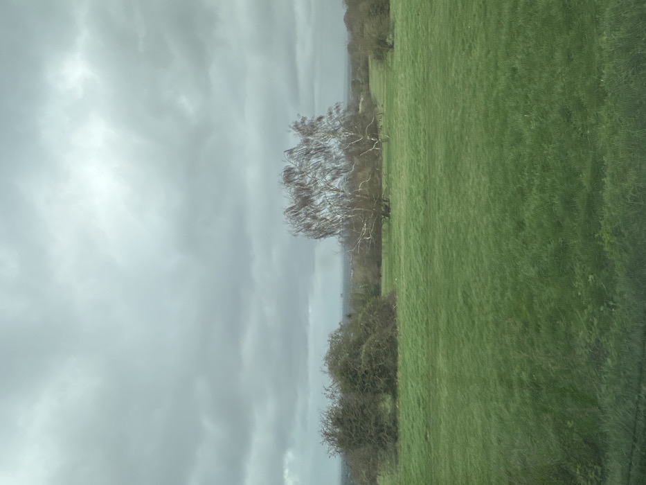 The image presents an open, expansive grassy landscape in Epsom and Ewell, United Kingdom. The upper third of the frame is dominated by a uniformly overcast, grey sky with diffuse, pale light. The lower two-thirds display a broad green field of short grass, varying in shade from darker green in the foreground to lighter tones further back. In the mid-ground, to the left, a dense cluster of bare, deciduous shrubs or small trees forms an irregular, dark mass. To the right, a single, prominent deciduous tree, likely a birch, exhibits pale, smooth bark and a distinctive windswept configuration of slender, leafless branches. The distant horizon shows a faint, hazy line, possibly indicating a mixture of vegetation and distant structures. No individuals, animals, man-made objects, actions, or interactions are observable within the scene. The lighting is flat and ambient, consistent with an overcast day.