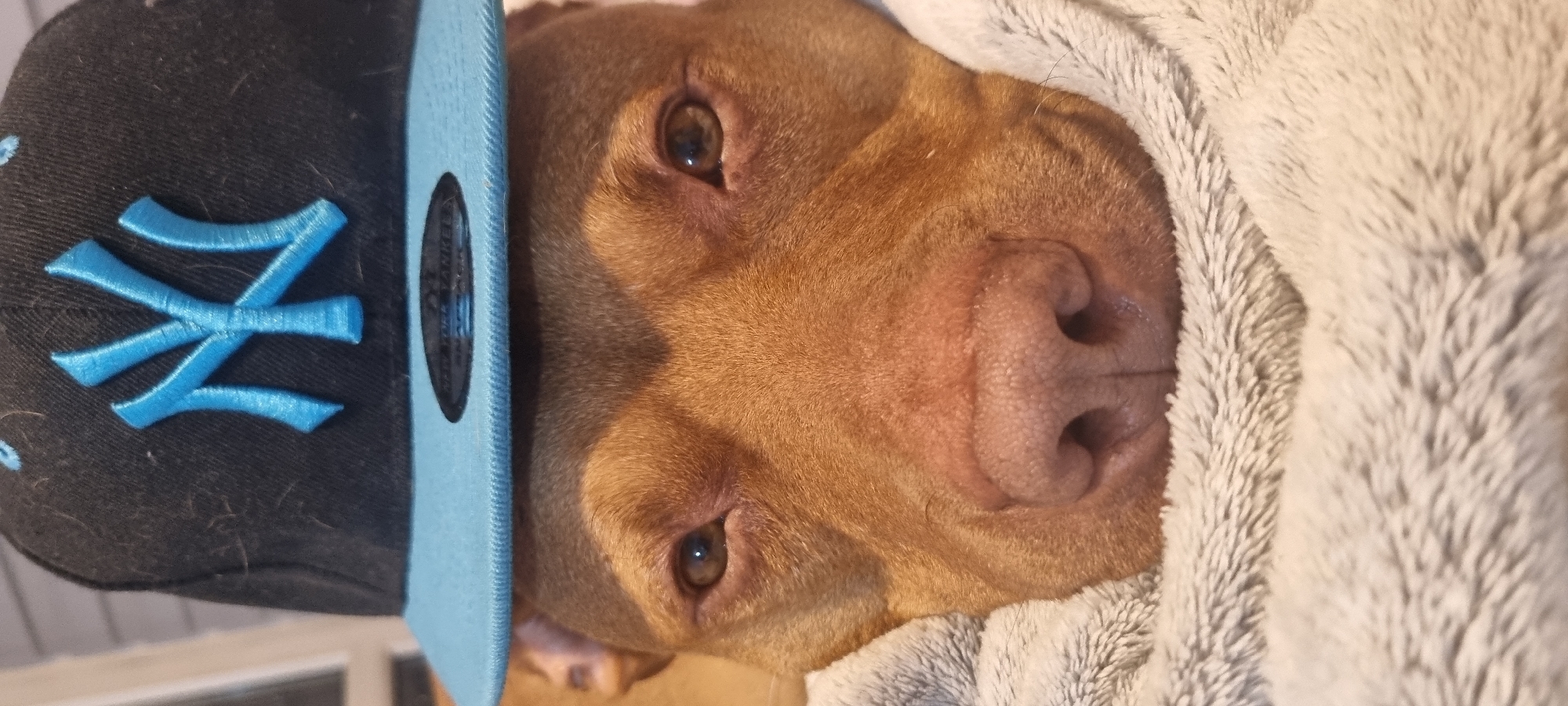 A close-up, portrait-oriented shot features a brown-furred dog wearing a black baseball cap with a light blue brim and the "NY" logo embroidered in light blue. The dog is partially covered with a light gray, soft blanket or fleece. The location appears to be indoors.