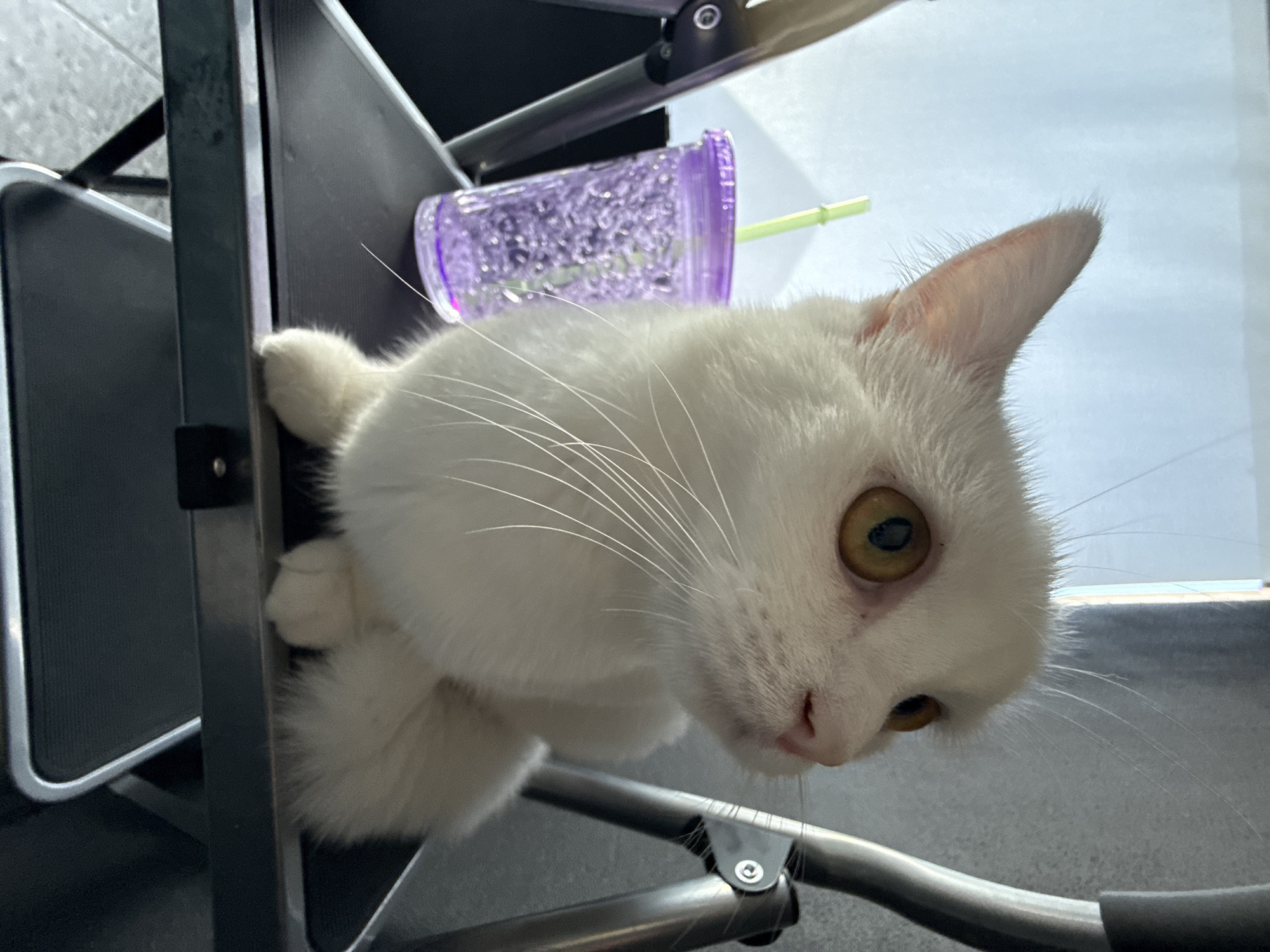A white cat with striking yellow eyes is the central subject of this close-up, low-angle shot. The cat is positioned on a dark-colored surface, possibly a chair or a piece of furniture, with its front paws resting on an edge. Its body is mostly white and fluffy, and its whiskers are prominently displayed, fanning out from its nose.
To the right of the cat, a translucent purple cup with a textured surface is visible. A light green straw protrudes from the cup. The background is slightly blurred, showing a bright, overcast sky and a hint of what appears to be a window frame or a similar architectural element.
The lighting suggests it is daytime, possibly indoors near a window. The cat's gaze is directed towards the viewer, giving it an alert and curious expression. The overall mood is casual and domestic, capturing a candid moment of the pet. No text is visible in the image.