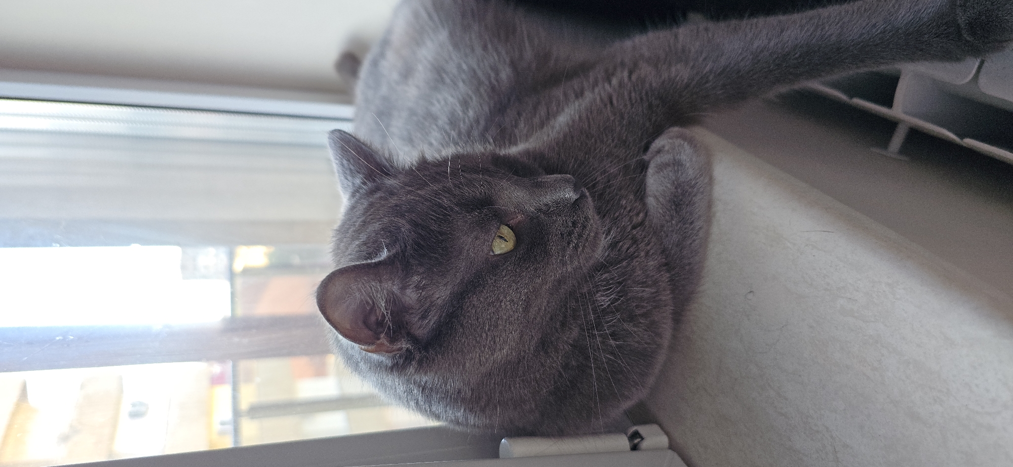 A domestic cat, exhibiting a Russian Blue or similar short-haired grey breed, is resting on an indoor window sill. The cat is positioned facing towards the lower right of the frame, with its head slightly lowered, and its left paw tucked beneath its chin. Its eyes, a distinct yellow-green, are partially open and directed downwards. Prominent white whiskers extend from its muzzle. The cat's fur appears dense and uniform grey.
The immediate setting is a window sill, which is a light, possibly off-white, horizontal surface. To the left, a vertical window frame element is visible. In the lower right of the frame, a segment of a white radiator with vertical fins is partially visible beneath the cat's elongated body.
Through the window, an urban or suburban outdoor environment is visible, characterized by soft, bright natural light. Distant buildings, some with yellowish or reddish tones, are discernible, indicating the presence of other structures. The view suggests a relatively clear, possibly overcast day, with no distinct weather phenomena. The overall lighting suggests an indoor setting illuminated by natural light from the window. The scene is located within the city of Vratsa, Bulgaria. No human figures are present in the image.