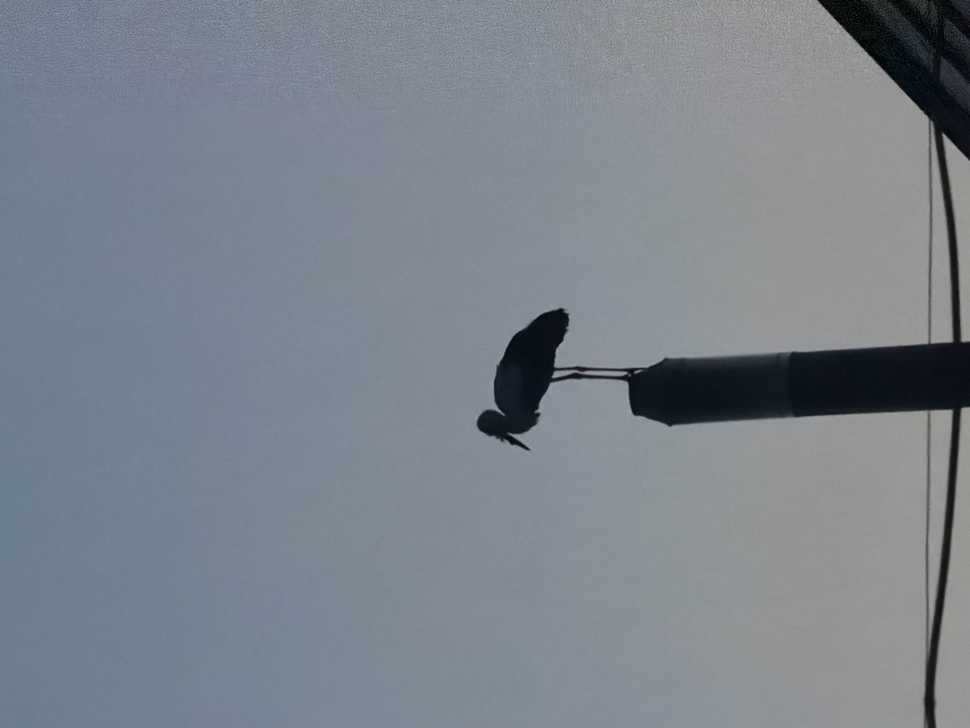 A silhouette of a bird, possibly a stork, is perched atop a cylindrical structure that appears to be a chimney or a utility pole. The bird is facing left, with its head slightly bowed. Its long legs are visible, supporting its weight on the narrow top of the structure. The background is a gradient of pale blue sky, suggesting either early morning or late evening. In the lower portion of the image, thin dark lines, likely wires, run horizontally across the frame, indicating an urban or semi-urban setting. A dark, angled shape, possibly part of a building's roof or a solar panel, is visible in the bottom right corner. The overall image is stark, with the silhouette of the bird and the structure strongly contrasted against the muted sky. The location is the city of Novoselytsia, Ukraine.