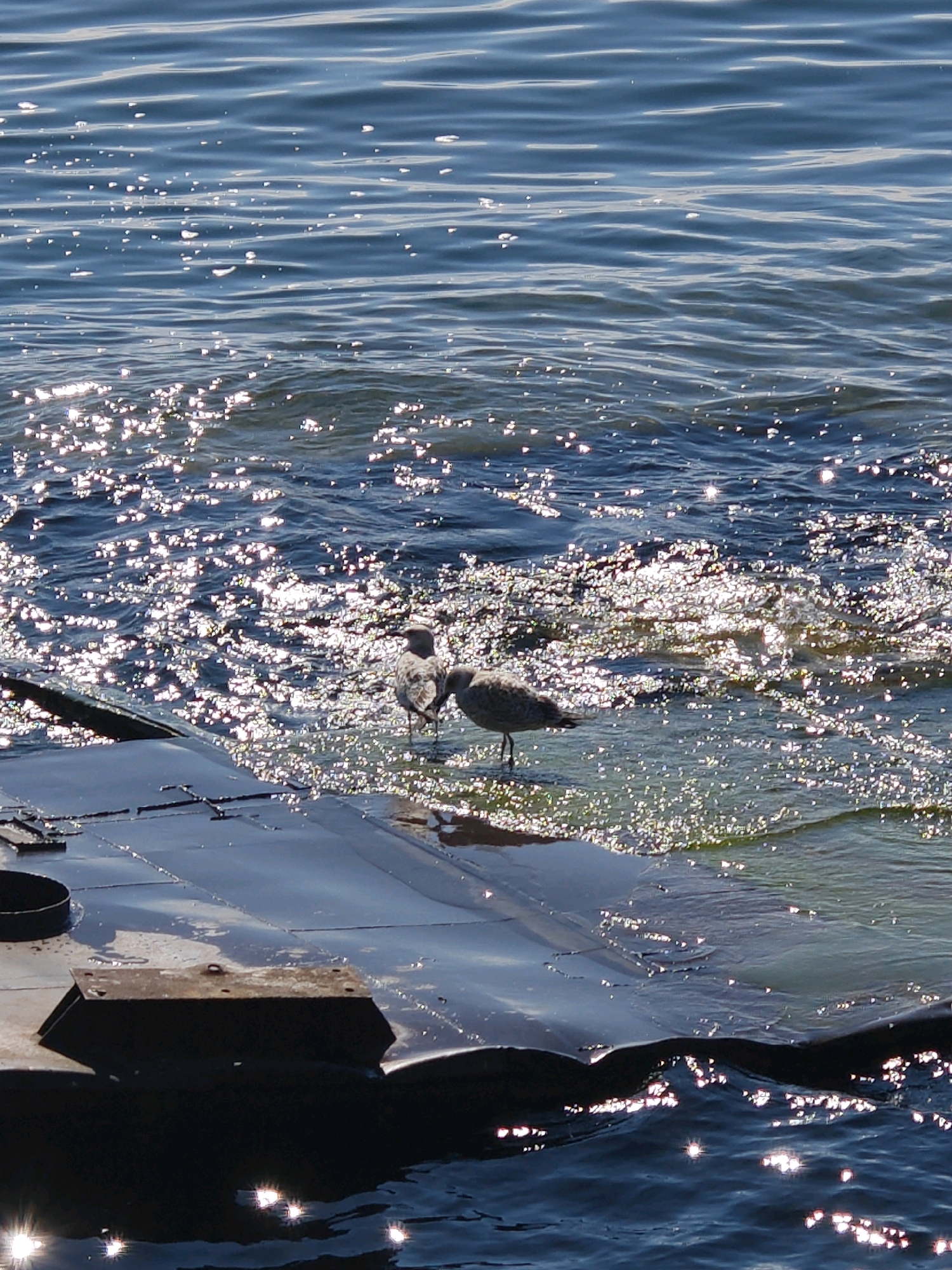 The image shows two birds standing in shallow water near a dark, flat surface which appears to be part of a man-made structure. The water is choppy and reflects the sunlight, creating numerous bright sparkles. One bird is facing left and the other is facing right. The background is filled with the shimmering surface of the water. There are no people visible in the image. The scene is likely located on the shore of Lake Baikal in Russia, given the context of Baikal, Russia.