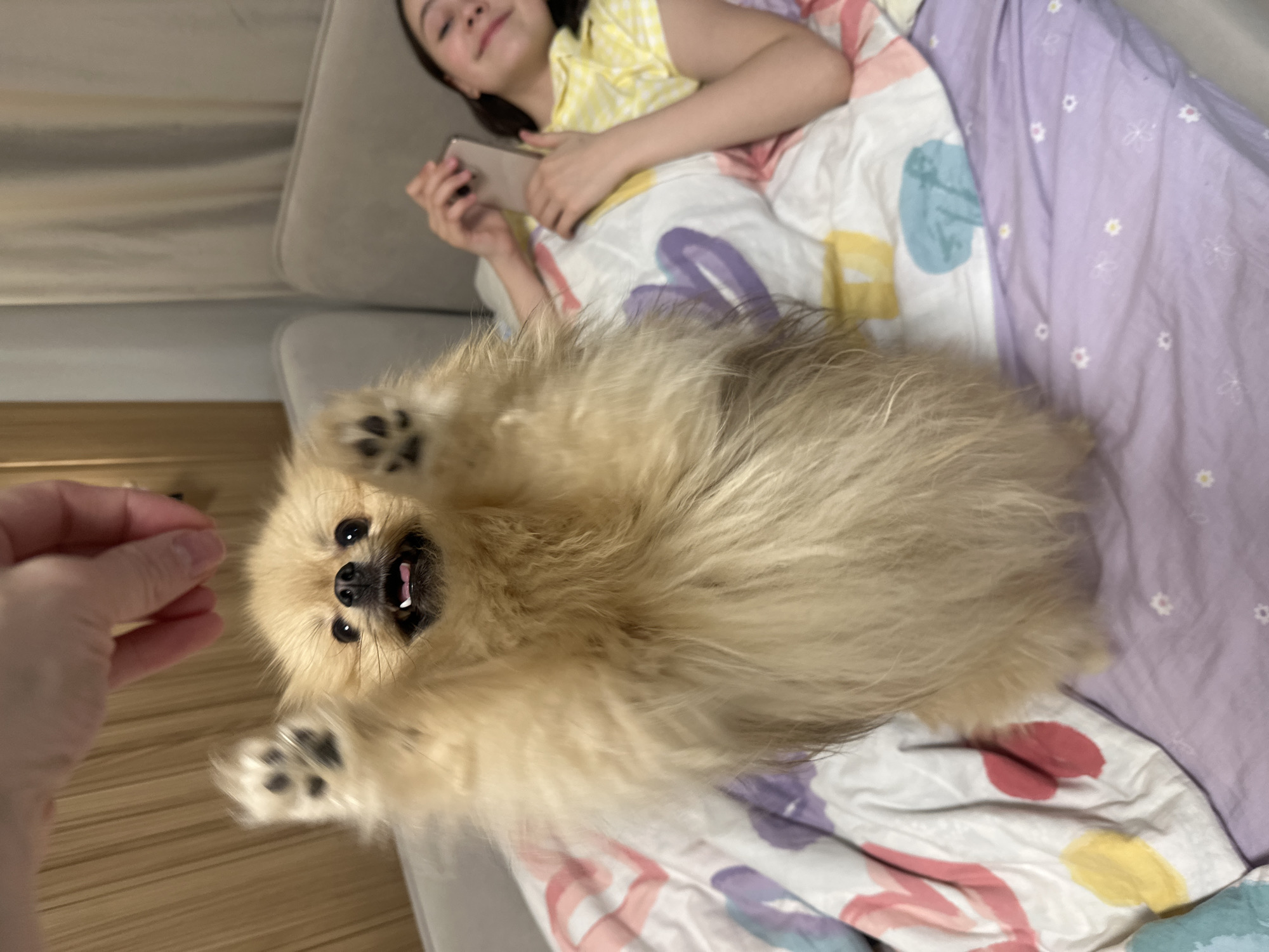 A tan Pomeranian dog is lying on its back on a bed with patterned bedding, paws in the air towards a left-hand side human hand as if waiting to get a treat. A woman is lying in the background with a cellphone. The location is unknown.