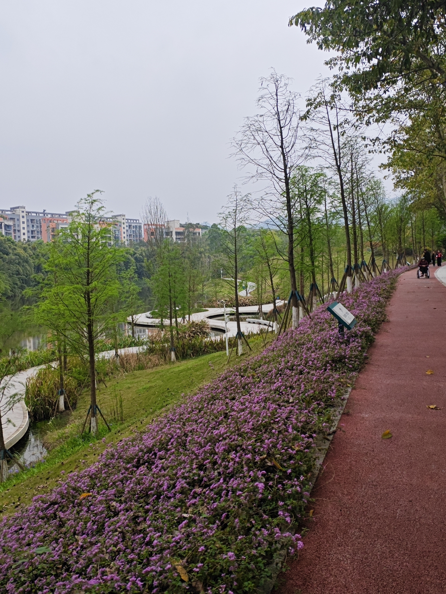 The image shows a park in Chongqing High-tech Zone, China. A red pathway runs along the right side of the frame, bordered by a dense patch of small purple flowers. Thin, young trees are spaced along the edge of the flower bed, supported by triangular wrappings near their bases. To the left, a grassy slope descends toward a lake or pond, where a series of curved, white walkways extend over the water. Buildings are visible in the background. In the distance, trees are present. A few people, one in a wheelchair, are visible on the pathway. The sky appears overcast. A sign with an inscription is present along the edge of the pathway. Fallen leaves are present along the walkway.