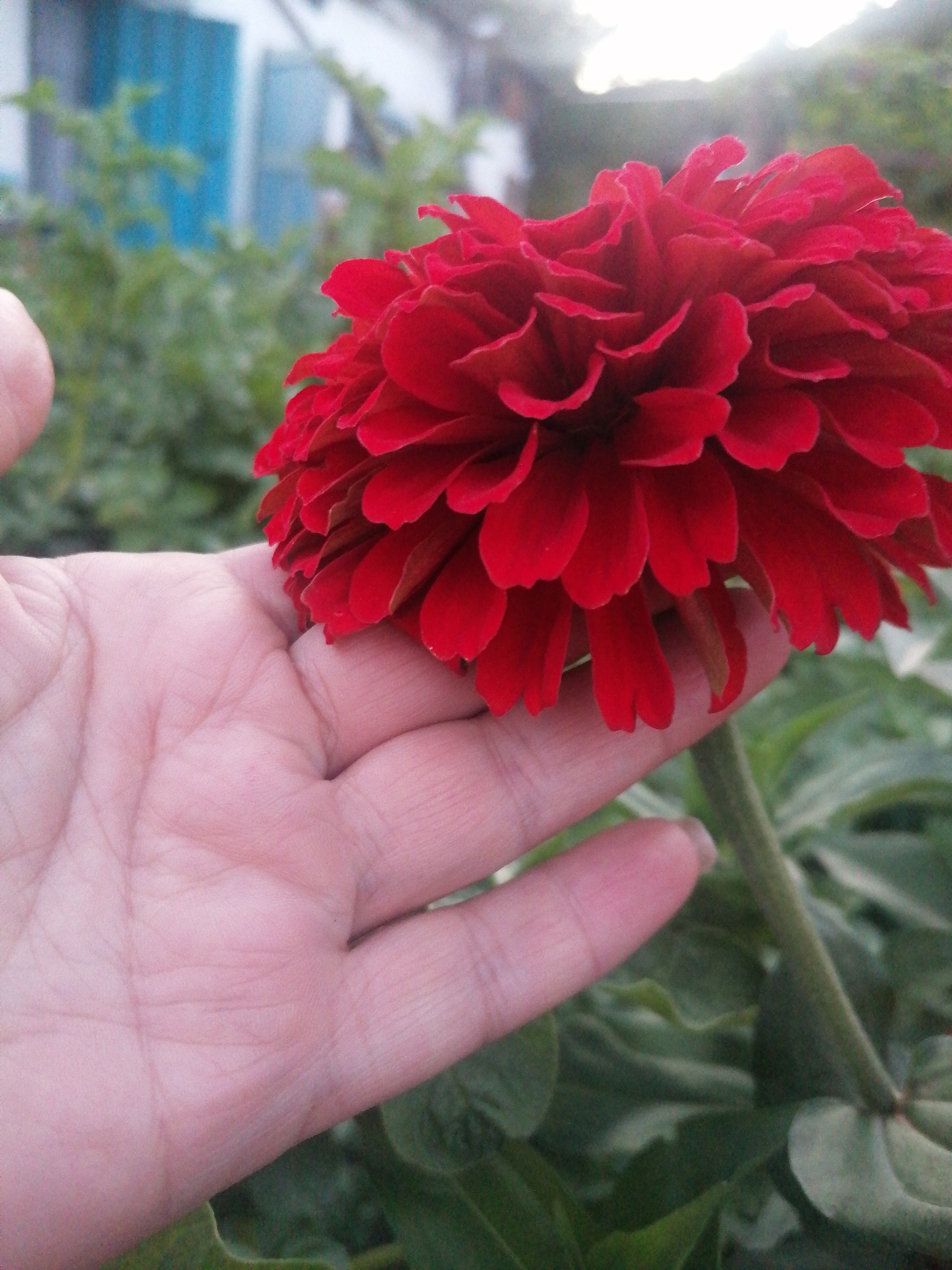 A close-up, outdoor photograph shows a person's left hand holding a vibrant red zinnia flower. The flower, with its numerous ruffled petals, is positioned in the upper right quadrant of the frame, partially obscuring the hand below. The hand, with its palm and fingers visible, is pale pink and shows distinct lines and creases. The background is softly blurred, featuring green foliage and what appears to be a light-colored structure with blue accents, possibly a building or fence, suggesting an urban or suburban setting. The lighting indicates it may be daytime, with some brightness from the sky visible at the top. The scene is likely in Serebriansk, Kazakhstan, given the context provided.