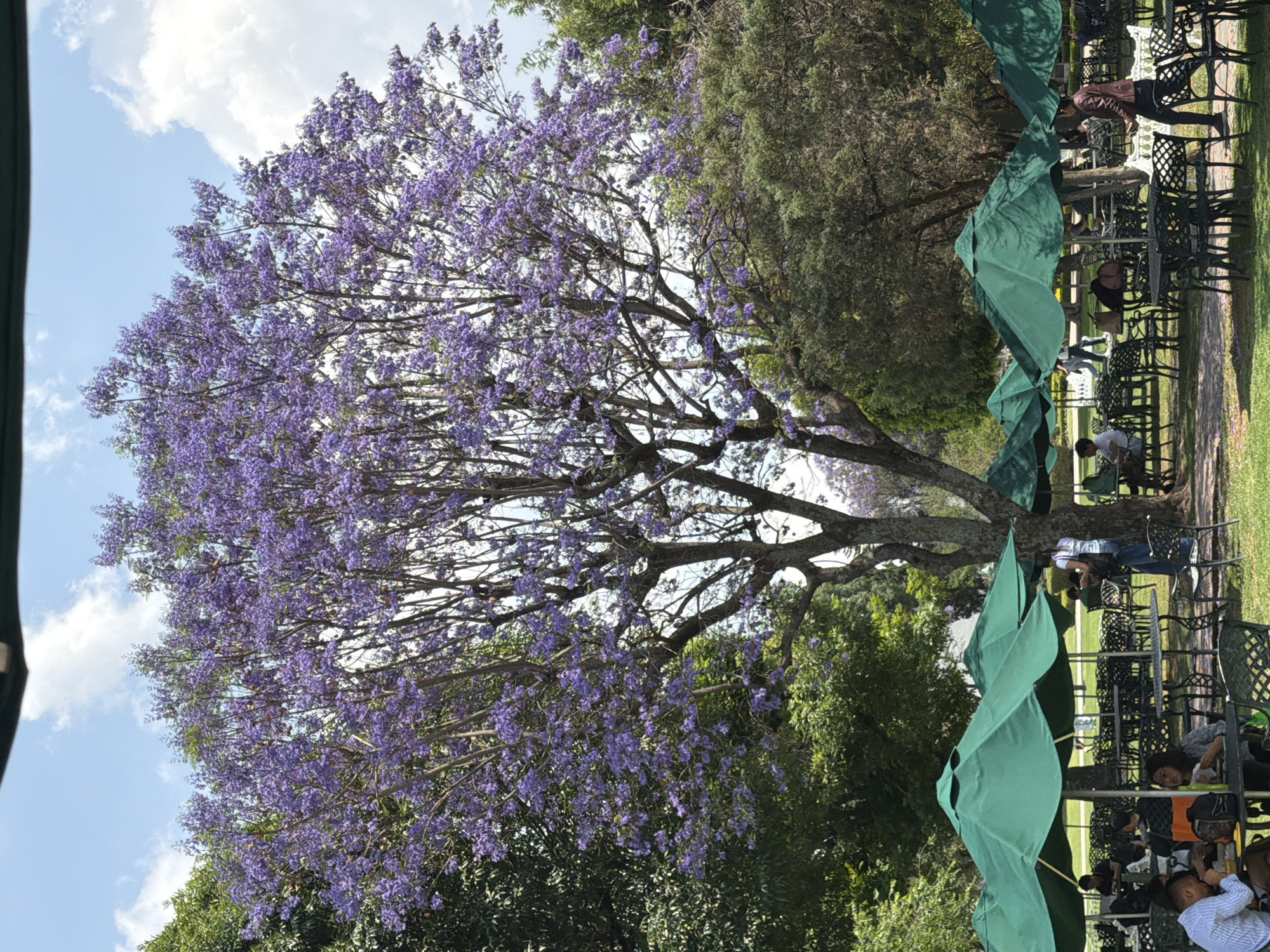 The image captures a scene in the city of Unknown, Unknown. A large tree with lavender-colored blossoms dominates the left side of the frame, set against a backdrop of a blue sky with scattered clouds. The tree's branches extend across the sky, filled with clusters of purple flowers. Underneath the tree, the presence of other trees and greenery is evident.
On the right side of the image, there is an outdoor seating area with black metal chairs and tables, arranged under several green umbrellas. People are seated at these tables, engaged in various activities. Some appear to be interacting with each other, while others seem occupied with their phones or other personal items. The seating area gives the impression of a cafe or restaurant setting in an outdoor park.