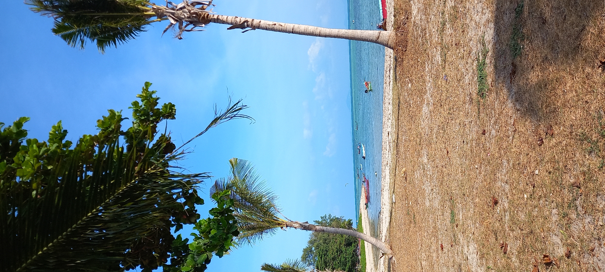The image displays a bright, sunny tropical beach scene in Thong Sala, Thailand. The view is dominated by a clear, vibrant blue sky with a few wispy clouds, indicating fair weather.
On the left side of the frame, dense green foliage, including several tall palm trees, creates a natural border. The trunks of two prominent palm trees extend upwards and downwards, their fronds partially obscuring the sky and land.
The central horizontal portion of the image features a calm, clear turquoise-blue ocean meeting a narrow strip of light-colored sand. In the water, a person is visible on a paddleboard, and several small boats or kayaks are dotted further out, suggesting recreational activities.
To the right of the sandy beach, the land is covered by an expanse of dry, yellowish-brown grass and earth, interspersed with some greener vegetation and scattered fallen leaves. This area appears sun-baked.
The bright, direct sunlight indicates it is daytime, likely around midday. The scene evokes a sense of peace and relaxation typical of a tropical vacation spot. No text is visible in the image.
