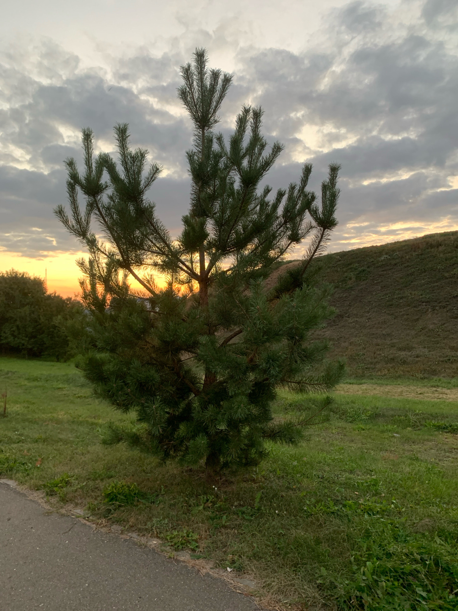 The image shows a young pine tree in the foreground, silhouetted against a cloudy sky at sunset. The sky has streaks of orange and yellow from the setting sun peeking through the clouds. To the left of the pine tree, there is a patch of green grass and a glimpse of a wooded area. To the right and behind the pine tree, there is a grassy hill. The ground in front of the pine tree is covered in grass, with a paved path on the far left of the frame. There are no people visible in the image. The scene appears to be an outdoor, natural setting, possibly a park or undeveloped area. The specific location in Kapyĺ, Belarus is not discernible from the image itself.