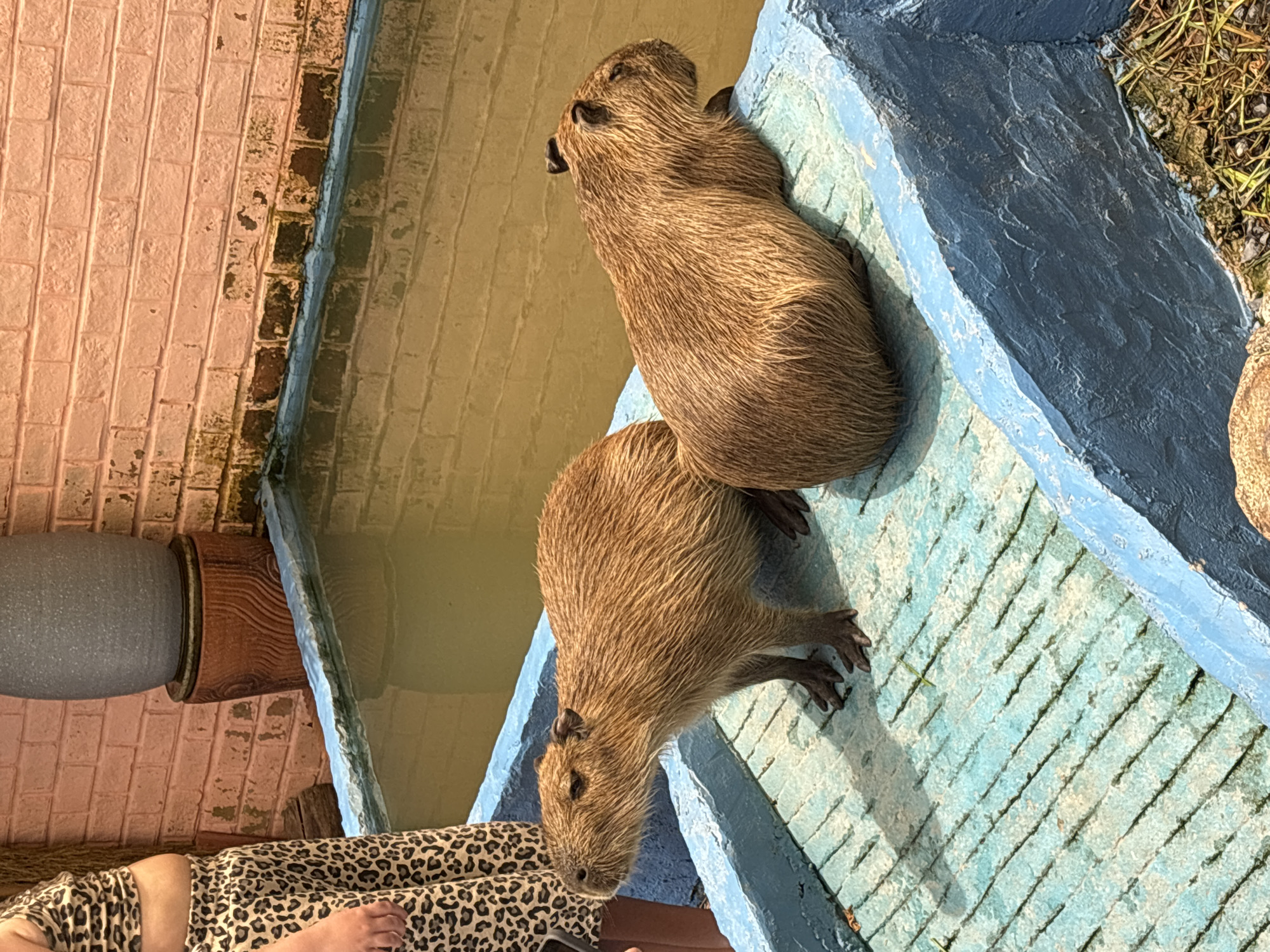 Two capybaras are resting on a blue, textured surface that appears to be part of a pool or water feature. A person wearing animal print pants and whose leg is visible, is sitting near the pool. A large pot is situated near the pool's edge. The location is Choeng Thale, Thailand, based on location data. The immediate environment includes painted brickwork, and some foliage in the background.