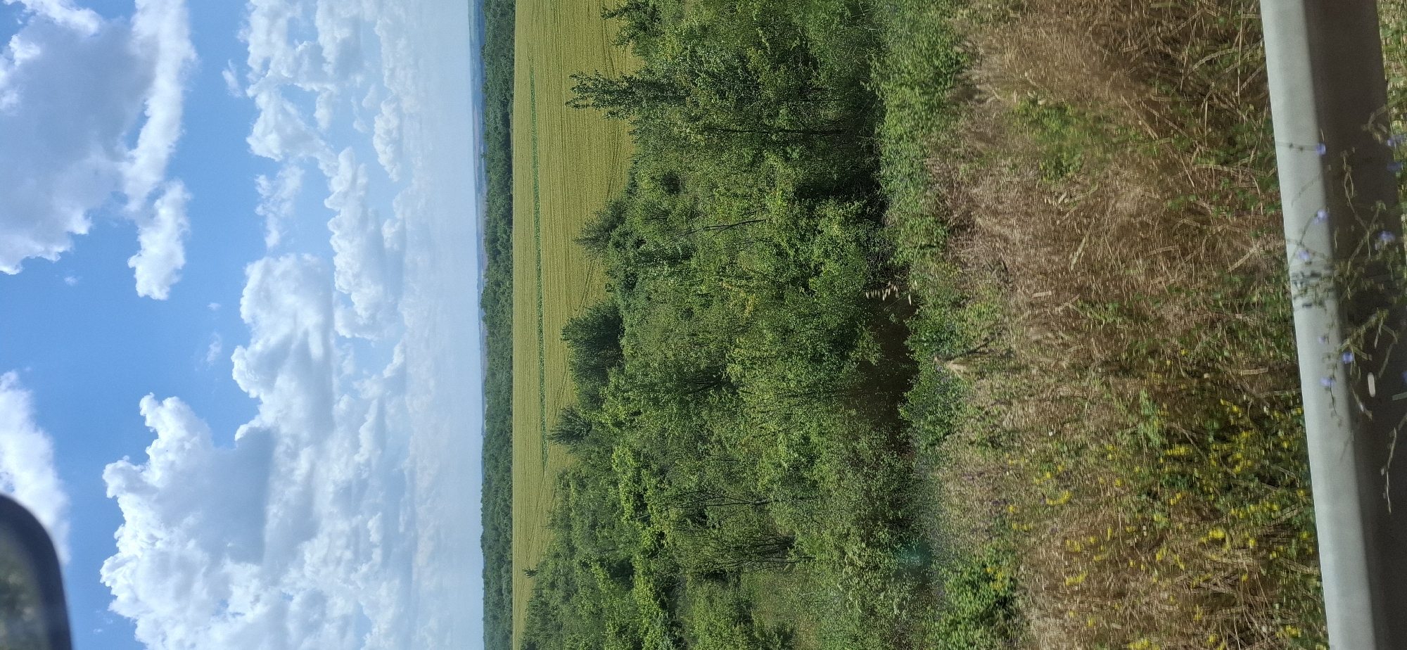 A vertical, wide-angle shot captures a verdant landscape under a bright, cloudy sky. The foreground features a blurred gray barrier, possibly a roadside guardrail, with wisps of dry grass and small purple flowers extending slightly over it. Beyond this, a dense collection of green bushes and trees dominates the middle ground, with patches of dry, golden-brown grass interspersed. Further back, a large, flat field of pale green crops, possibly wheat or barley, stretches horizontally across the frame. The horizon is marked by a distant line of dark green trees, and above them, the sky is a vibrant blue, dotted with numerous fluffy white clouds. The overall scene suggests a rural or agricultural setting in Zgalevo, Bulgaria, on a clear day.