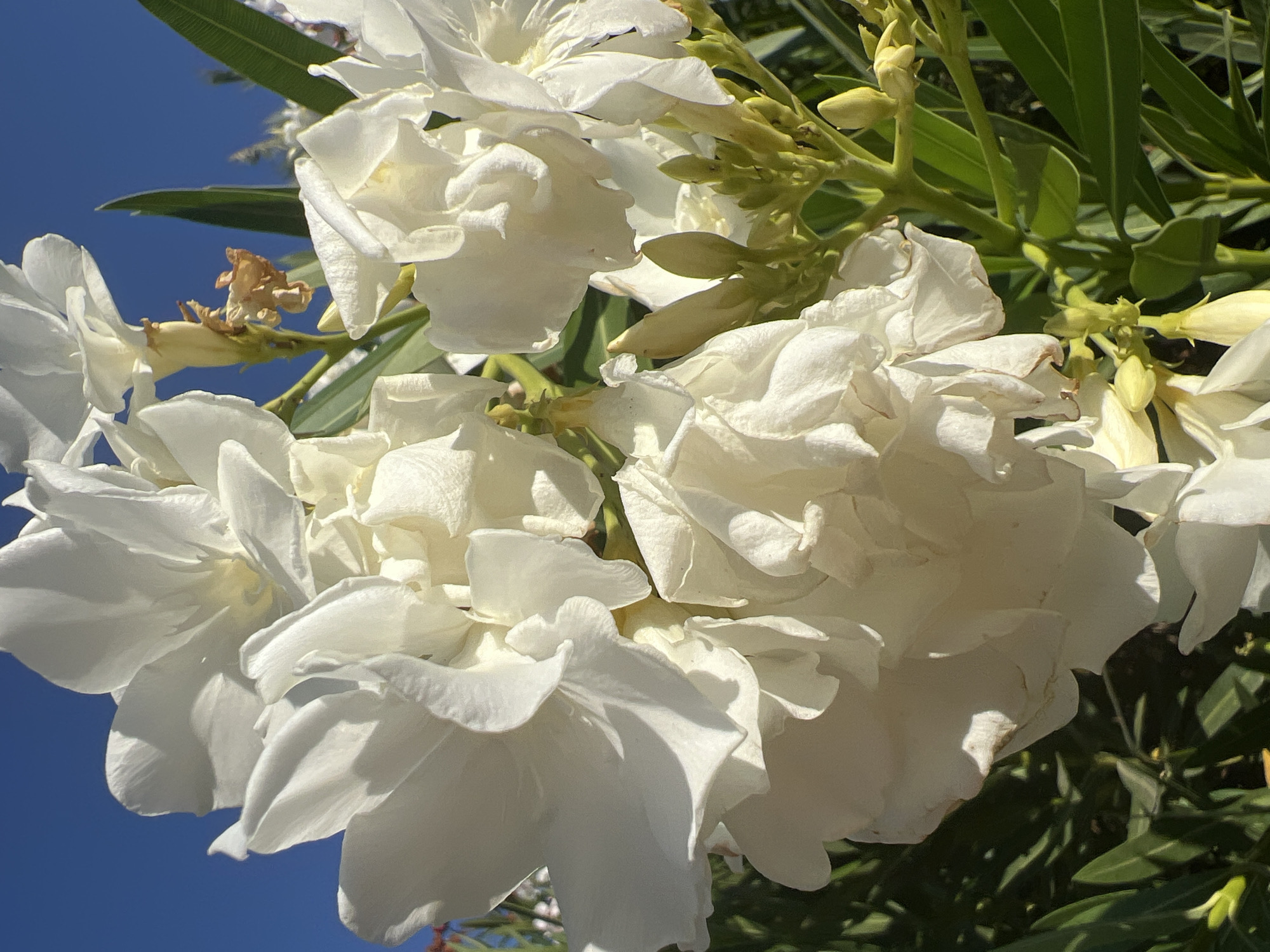 The image captures a close-up view of a cluster of white oleander flowers against a clear blue sky. The flowers are fully bloomed, with delicate, layered petals that exhibit subtle shadows and highlights. Among the blossoms, a few unopened buds are visible, as well as some dried, brown remnants of past blooms. Dark green, lance-shaped leaves of the oleander plant provide a backdrop, contrasting with the bright white of the flowers and the vibrant blue of the sky. The lighting suggests a sunny day, likely during daylight hours. The scene is a natural setting, consistent with a garden or park in Or Akiva, Israel, where oleander is a common plant. No people or other living beings are present in the frame.