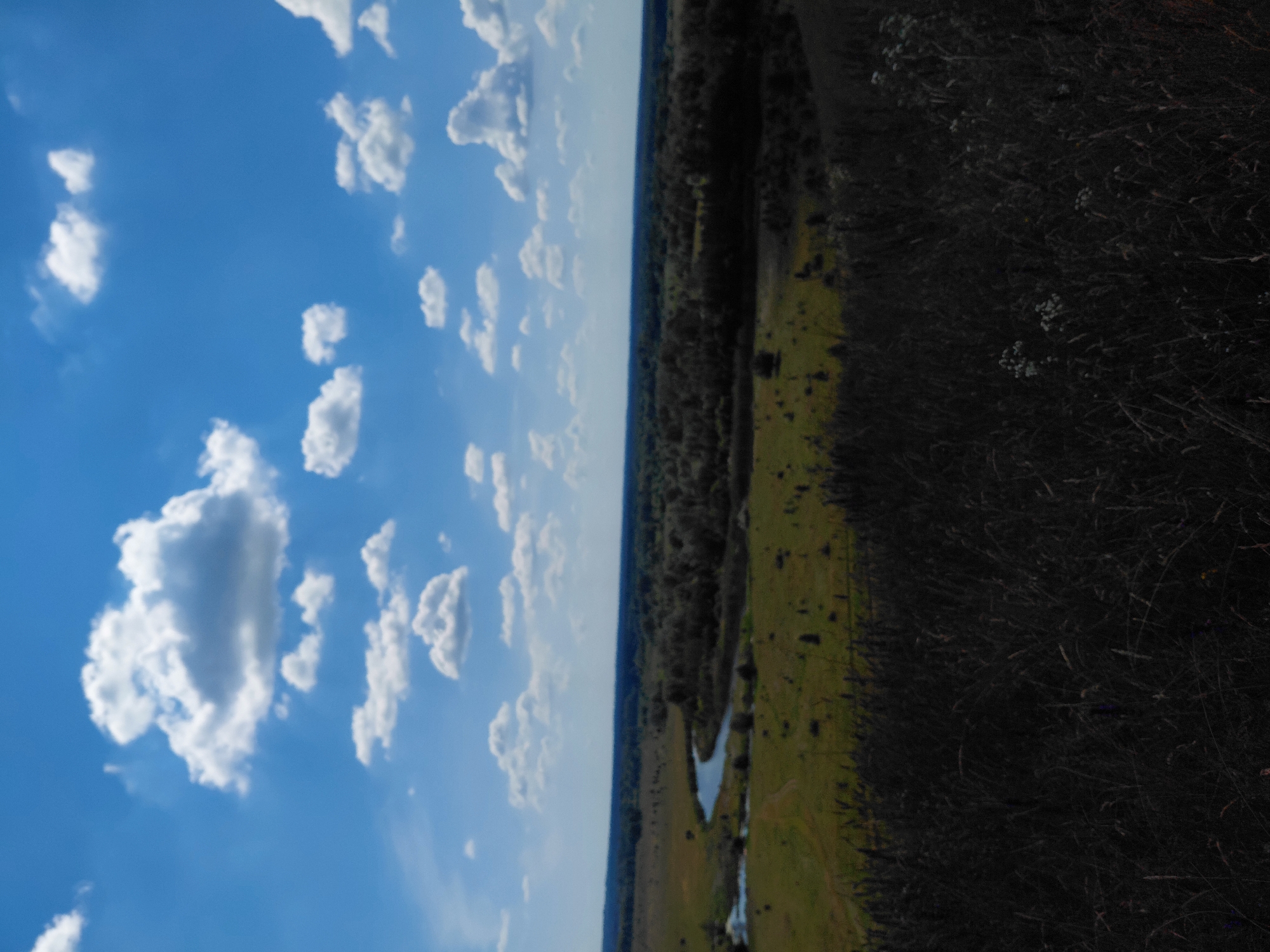 A panoramic view of a rural landscape with a winding river under a blue sky with scattered white clouds. The foreground is dominated by dark, out-of-focus grass. In the middle ground, a green field is bordered by a dark line of trees. A river snakes through the field, reflecting the sky. The background shows a distant horizon line of trees and a hazy sky. The scene appears to be located in Ustyvytsia, Ukraine, suggesting a tranquil, natural setting. There are no people or animals visible in the image.