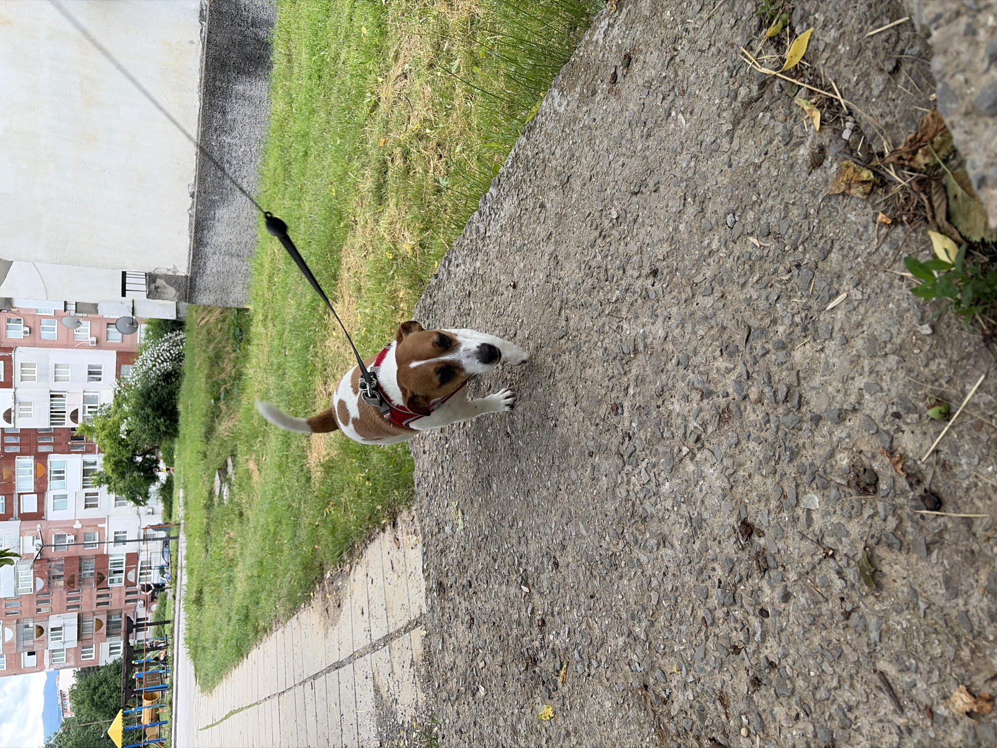 A small, brown and white dog, resembling a Jack Russell Terrier, is captured in motion on a concrete path during a daytime walk in Gabrovo, Bulgaria. The dog, wearing a red harness, looks directly at the camera with an alert expression, its tail slightly blurred, indicating movement. A black leash extends from its harness towards the upper left corner of the frame.
The path is made of textured, light grey concrete, appearing somewhat worn. To the right of the path is a grassy area, green but slightly unkempt with some drier patches and scattered debris like leaves and twigs. In the background, beyond the grassy strip, stand multi-story apartment buildings with various colored facades, including white and reddish-brown, featuring numerous windows and balconies. Several satellite dishes are visible on the buildings. Green trees and shrubs are scattered throughout the background, providing natural elements.
Further in the distance, behind the grassy area, a children's playground with yellow and blue equipment is partially visible. A few indistinct figures can be seen near the playground, suggesting activity. Faint outlines of mountains are visible on the horizon under a bright, clear or partly cloudy sky, indicating daylight. The image portrays an everyday scene in a residential or park area. No visible text is present.