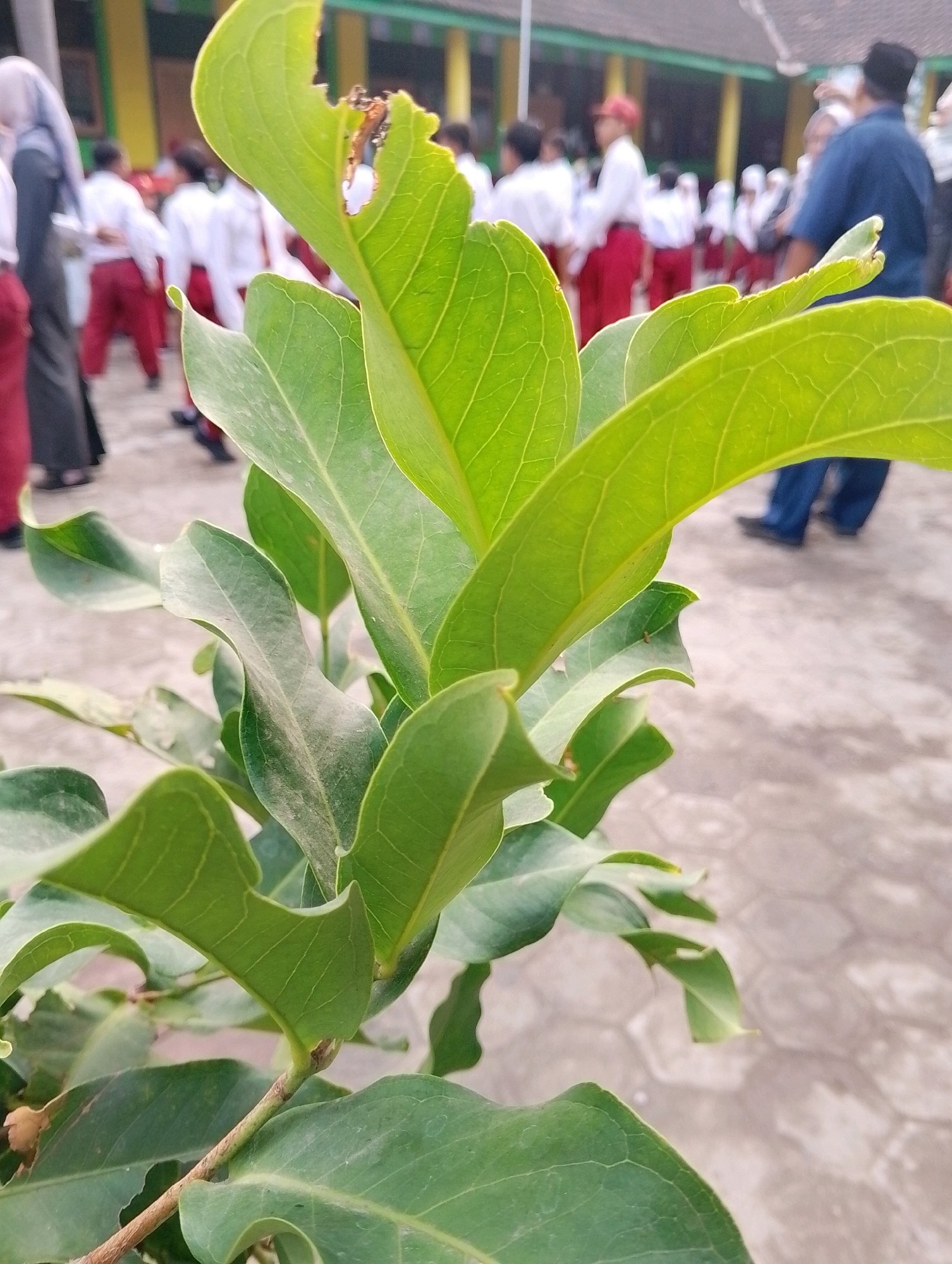 In Papungan, Indonesia, a shallow depth of field image captures a cluster of vibrant green leaves in the foreground. The leaves exhibit a slightly dusty texture and show signs of natural wear, with a small hole evident on one of the upper leaves. In the blurred background, several individuals are visible, appearing to be students in uniform attire. They are standing on a paved surface with a hexagonal pattern, likely a schoolyard or outdoor area. The lighting suggests it is daytime.