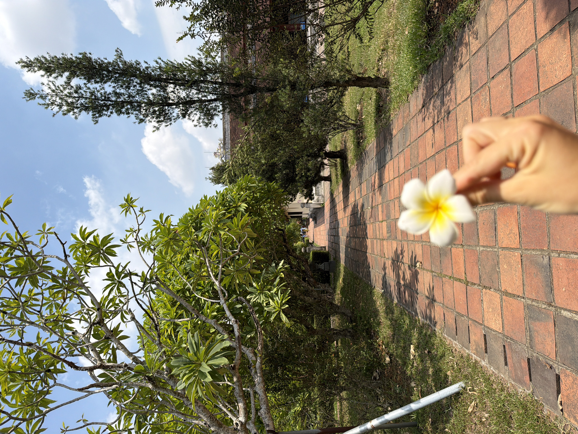 A person's hand, holding a white and yellow frangipani flower, is in the foreground of the image, blurred and out of focus. The flower is held up to the camera, with the hand's skin tone appearing warm. The background features a red brick pathway that extends into the distance, lined by green grass and trees. The pathway is straight and appears to be in a park or garden setting. A tall, slender evergreen tree stands to the right of the pathway, with a lush canopy of green leaves on the left. In the distance, two figures are walking along the pathway, also blurred. The sky above is blue with scattered white clouds. The scene is likely located in Kim Long Ward, Vietnam, suggested by the presence of frangipani flowers and the architectural style of a building visible in the far distance.